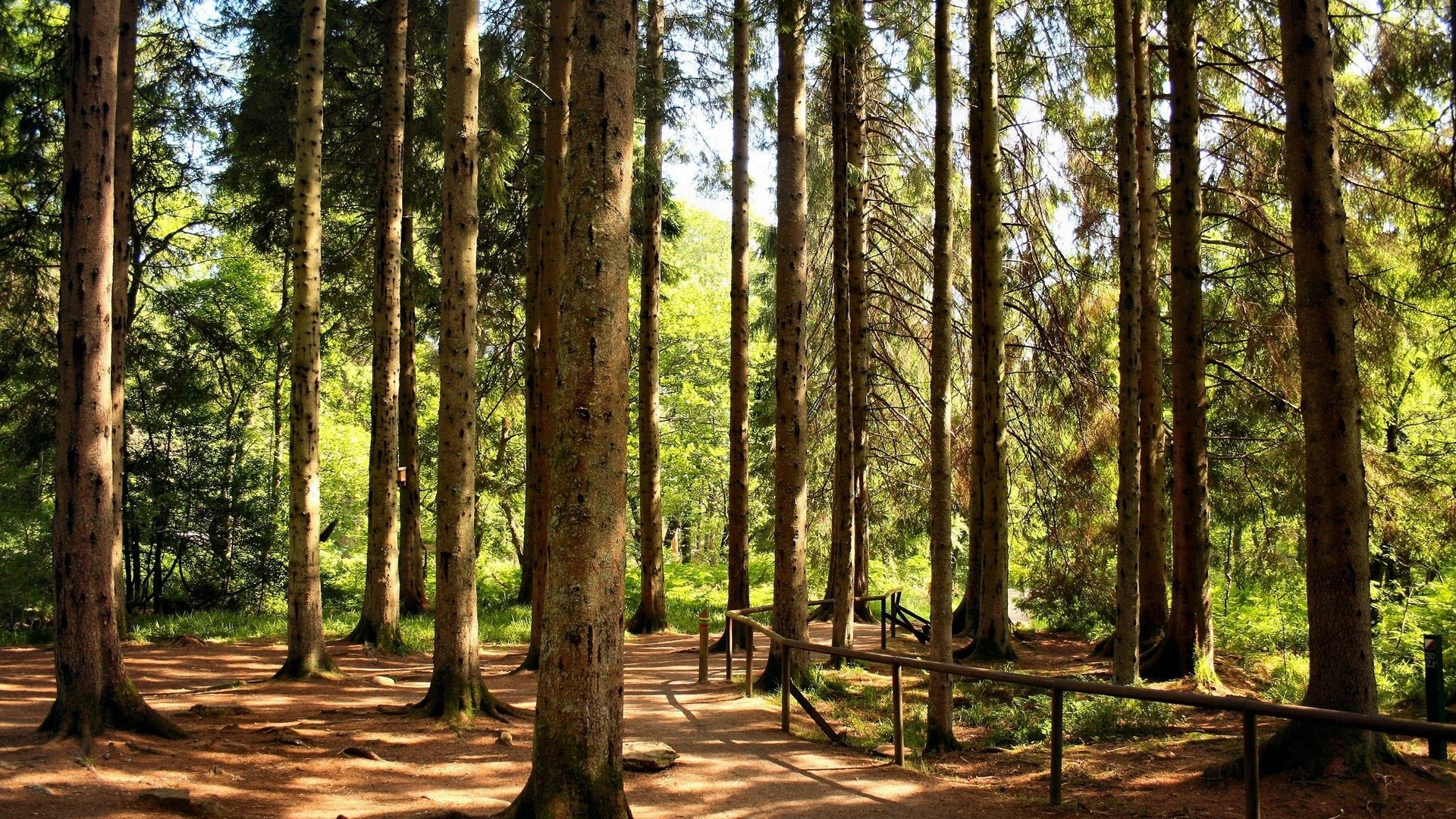 Sunlit forest path with tall trees and wooden railing HD Wallpaper