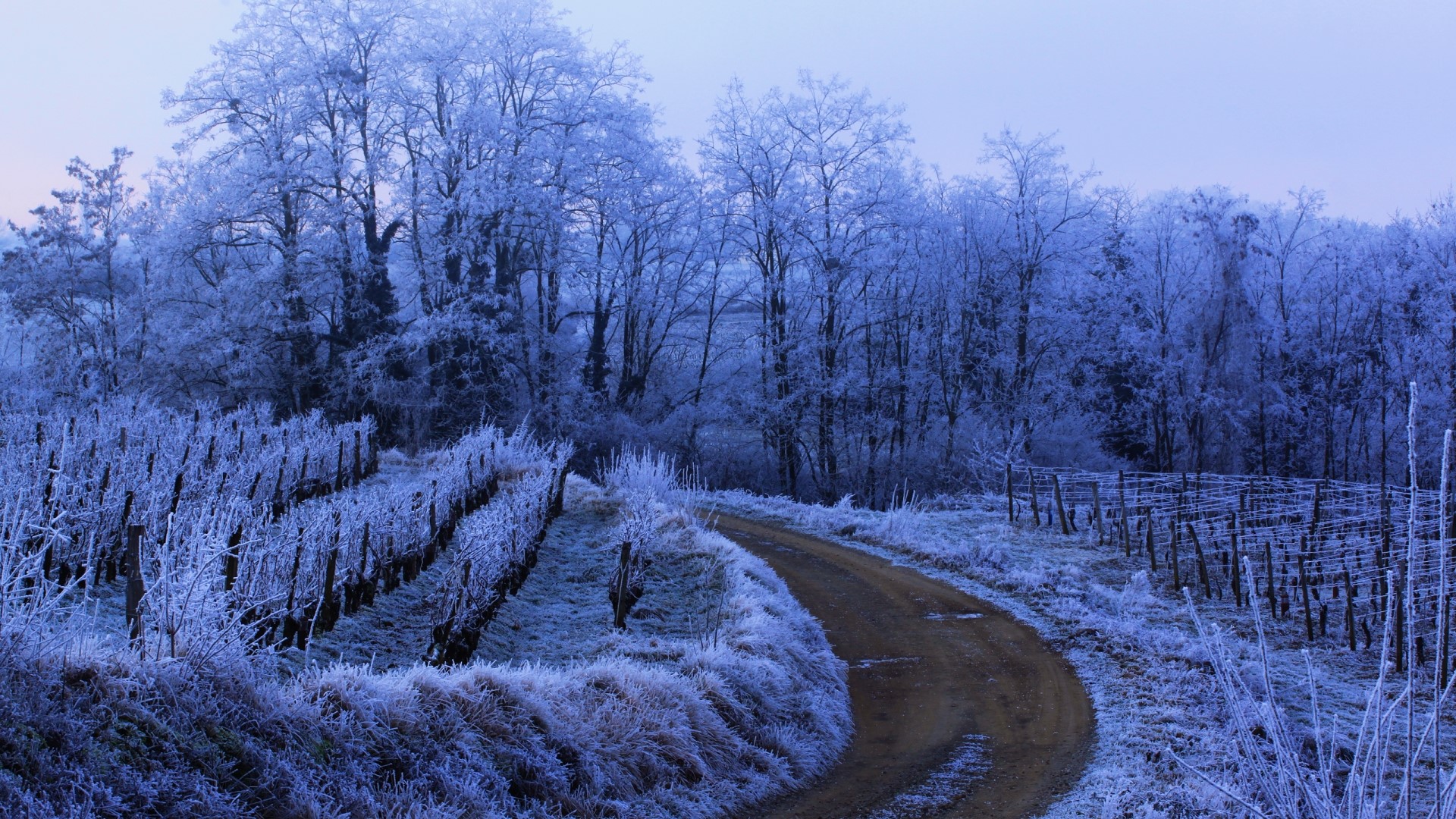 Winter forest with frosted trees and vineyard HD Wallpaper
