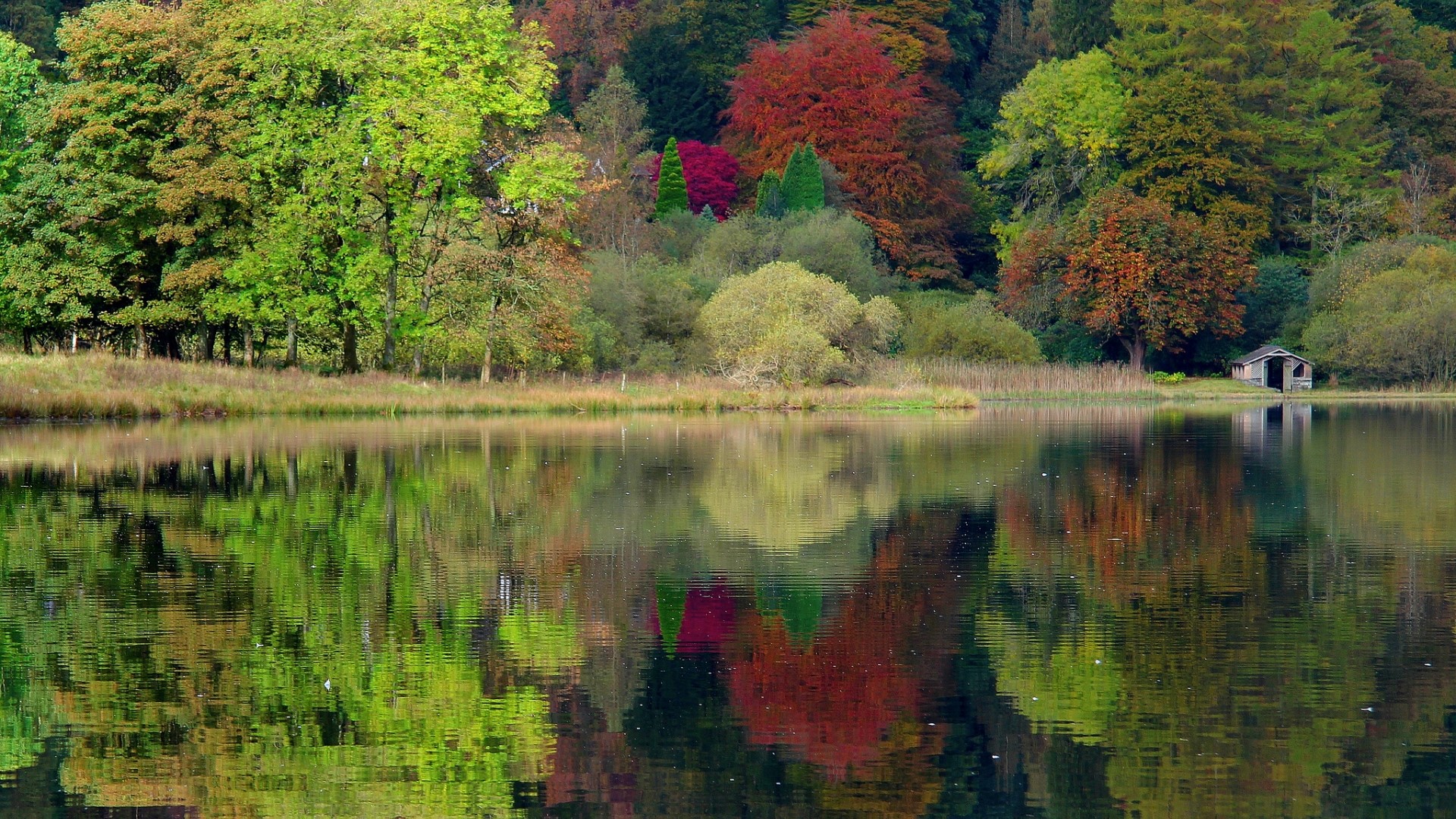 Autumn forest reflected in a calm lake HD Wallpaper