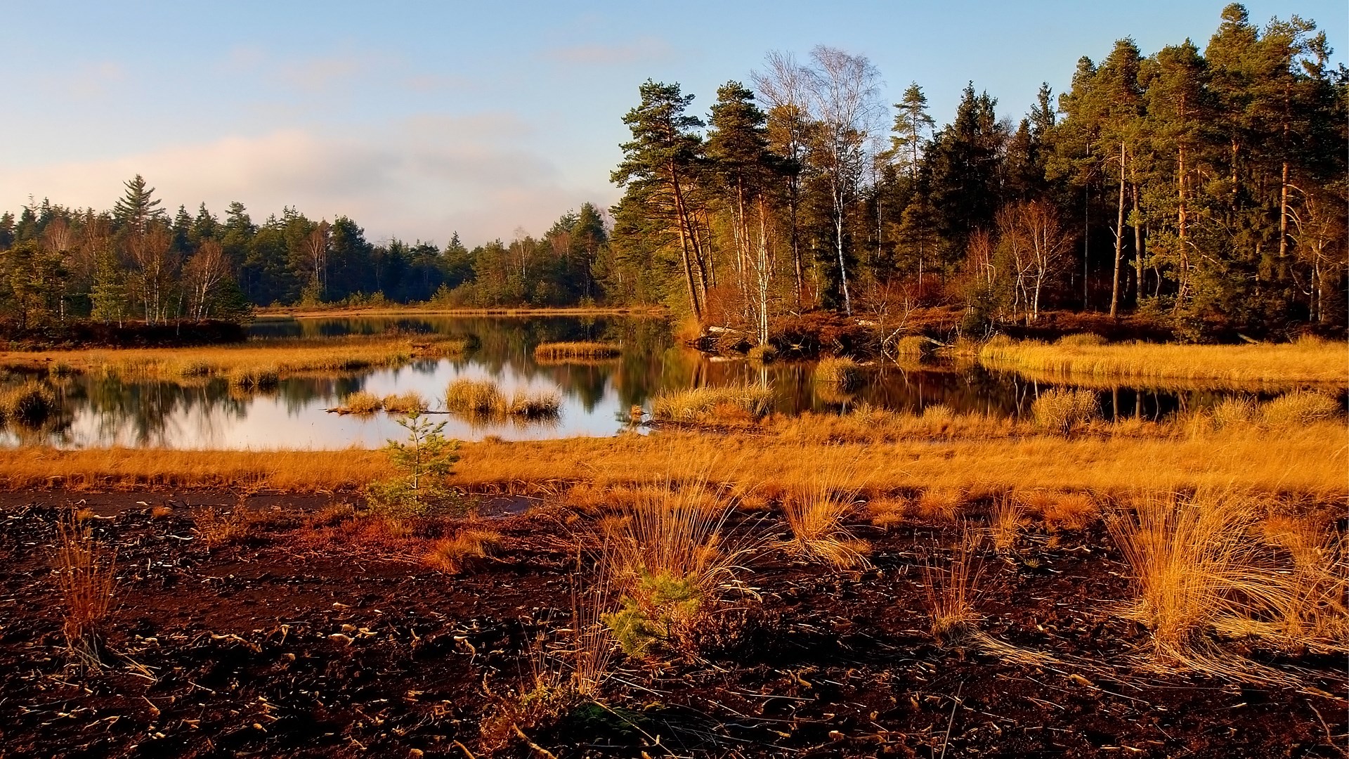 Autumn bog with reflective water and pine forest HD Wallpaper