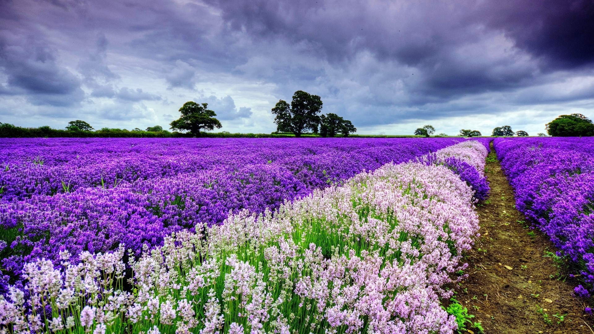 Lavender Field Under Stormy Sky HD Wallpaper
