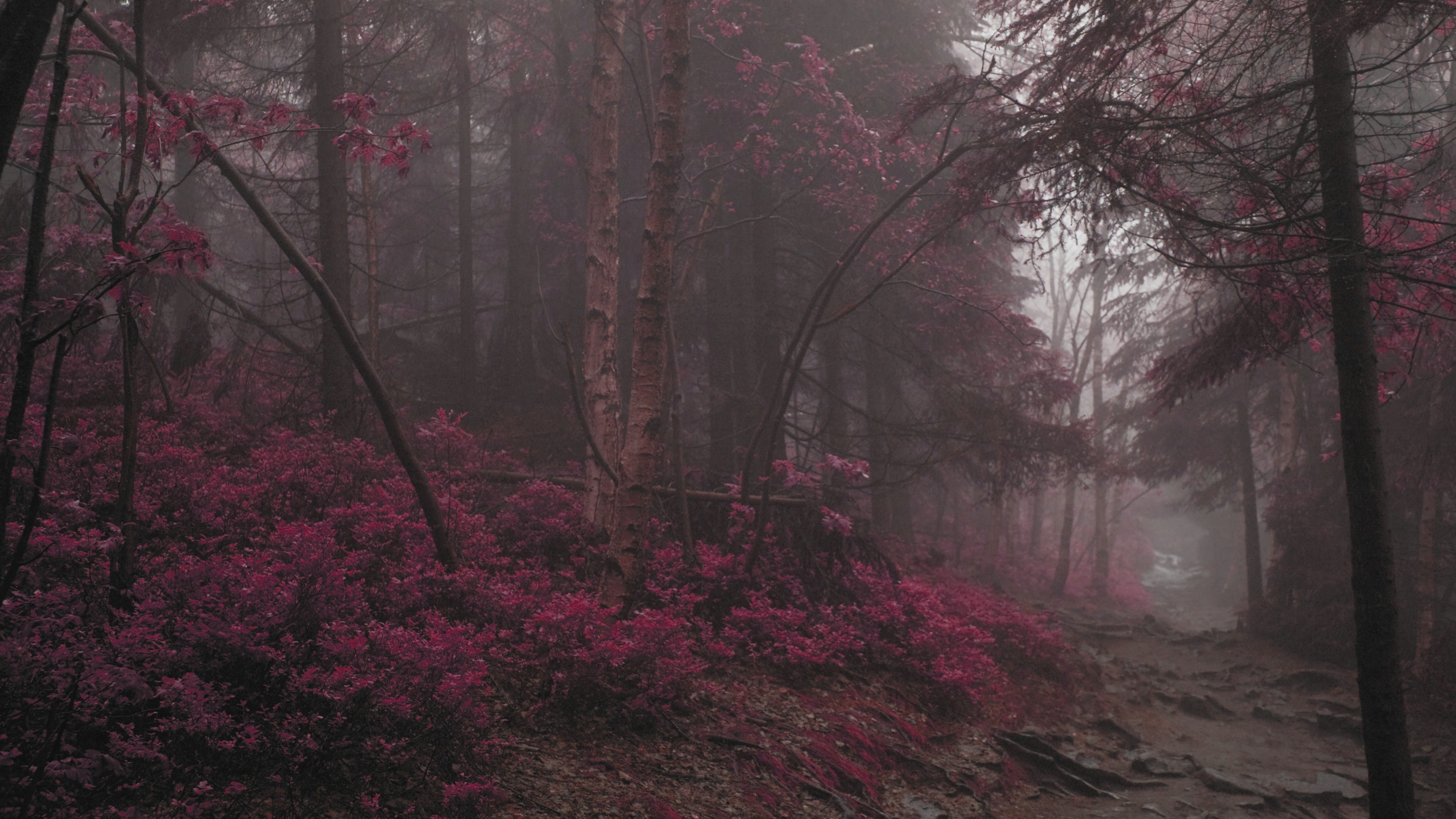 4K Forest with Pink Foliage HD Wallpaper