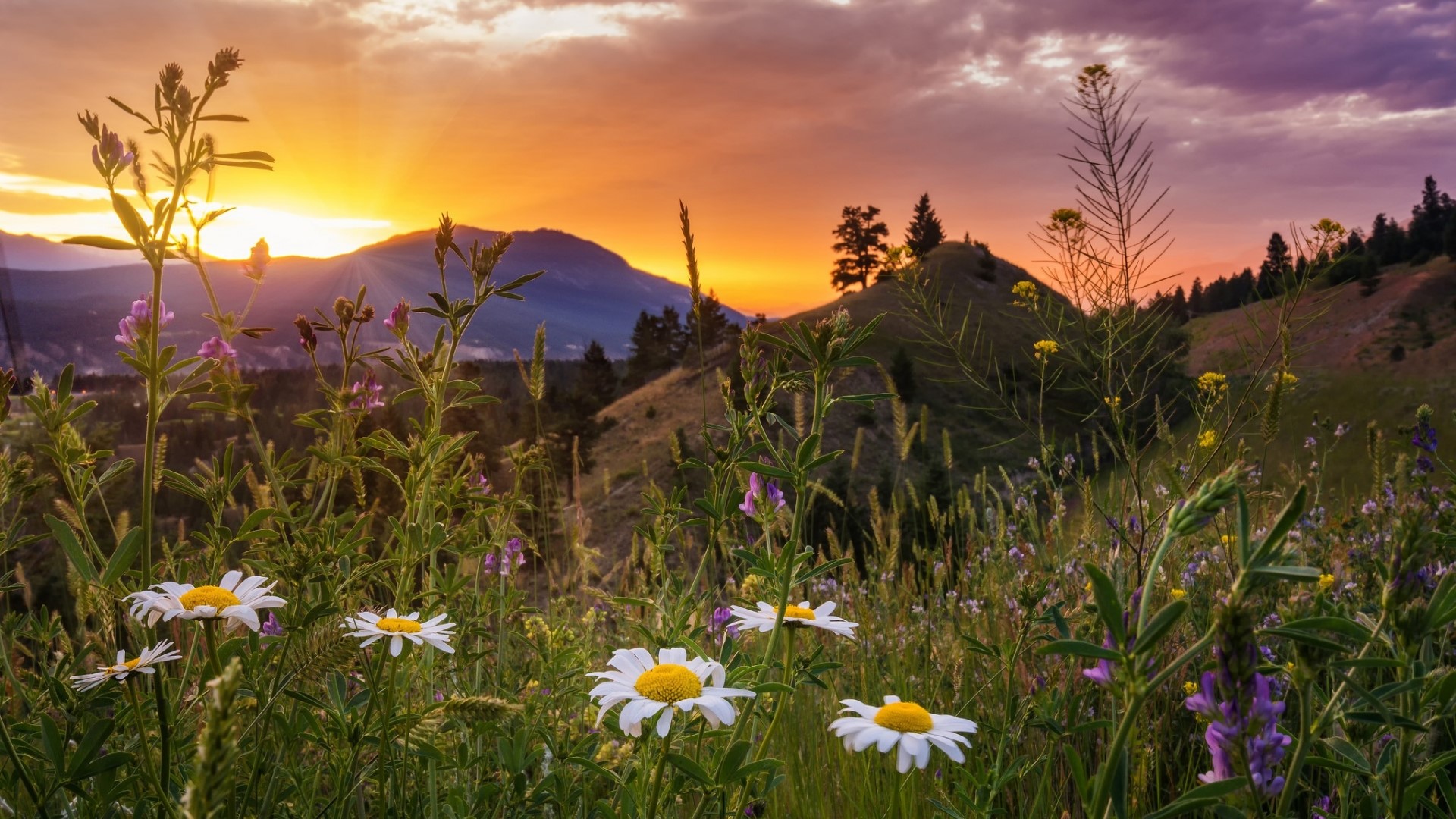 Wildflowers and Mountains at Sunset HD Wallpaper