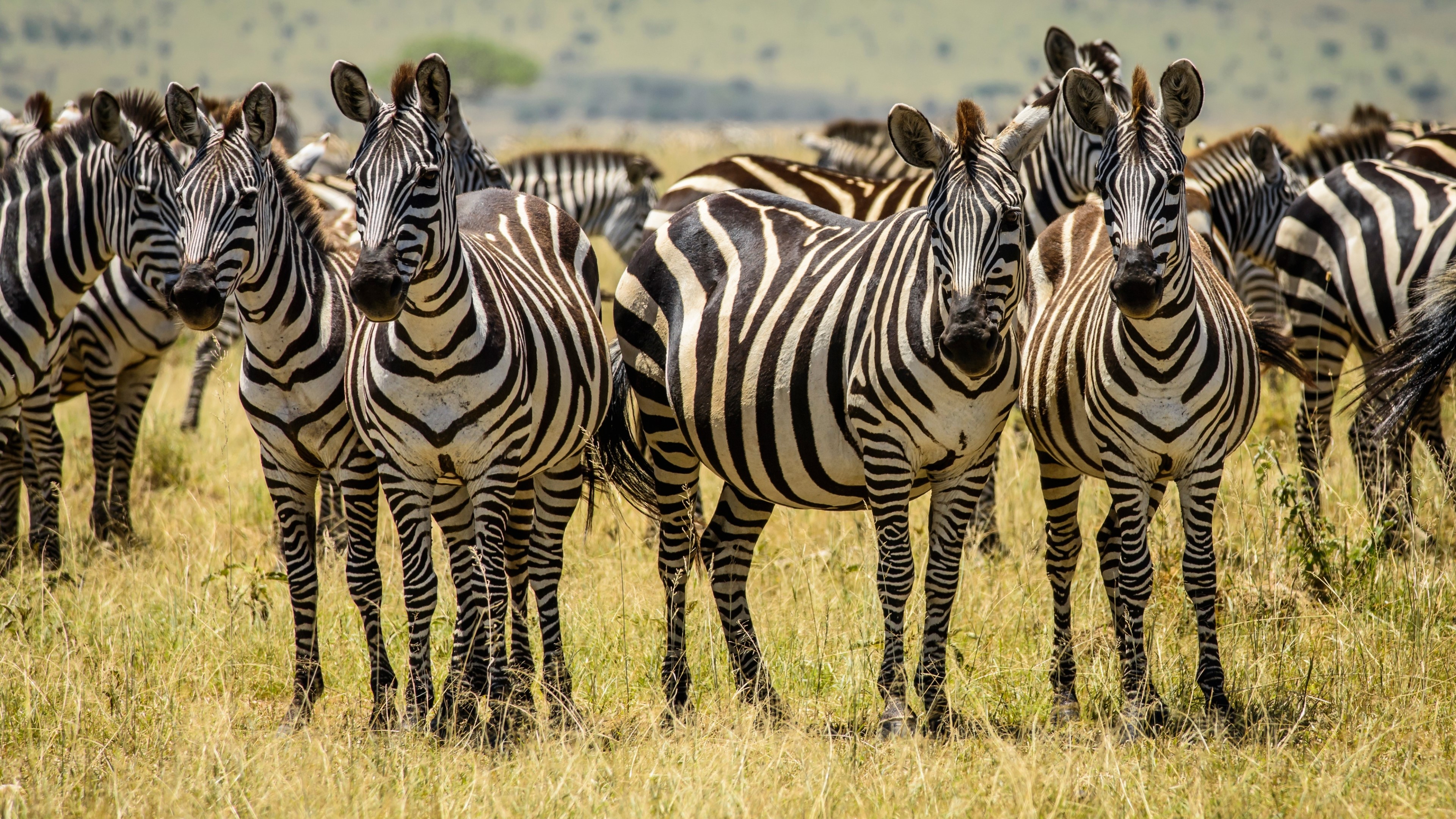 4K Zebras in a Field HD Wallpaper