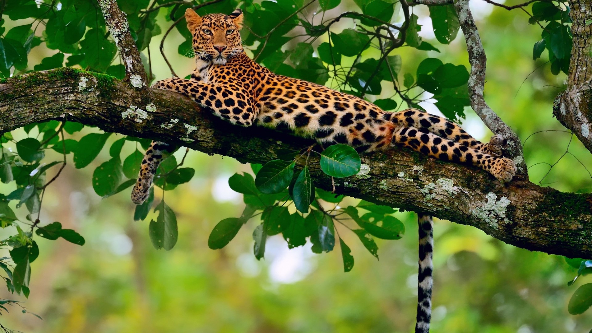 Leopard resting on a tree branch HD Wallpaper