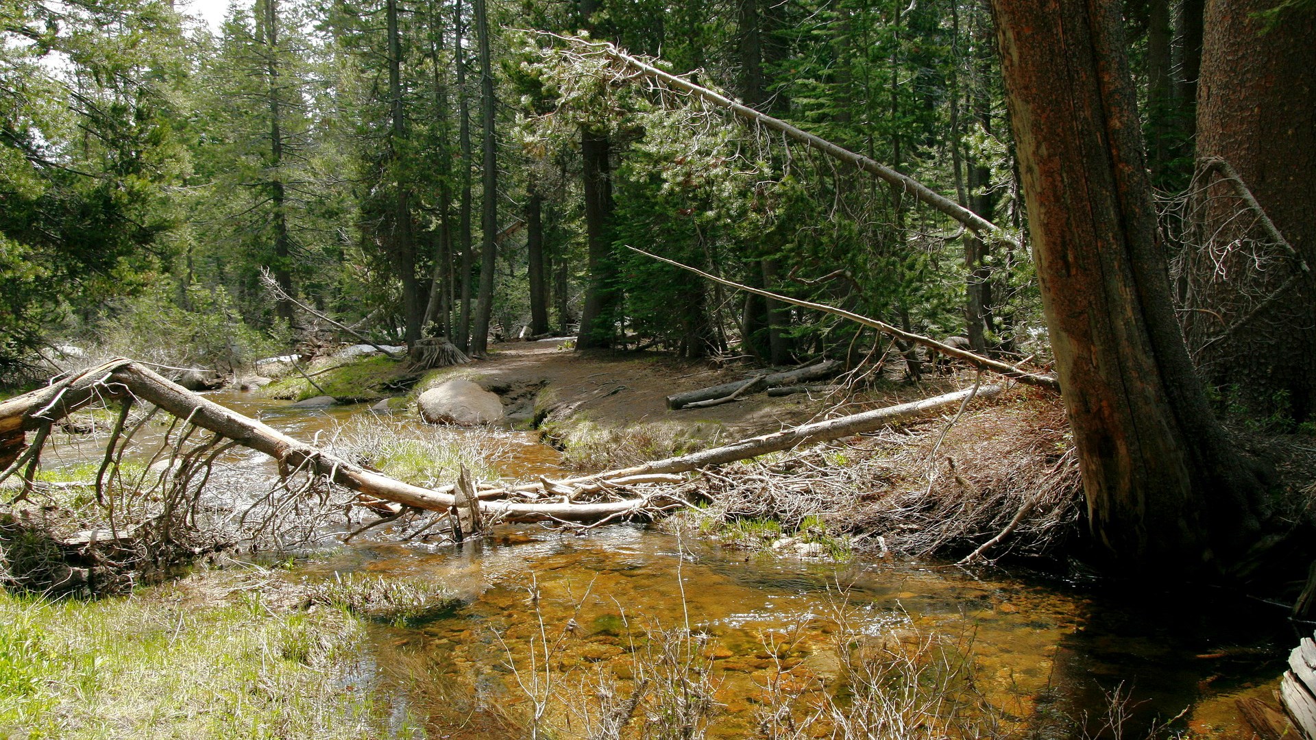 Forest stream with fallen trees and rocks HD Wallpaper