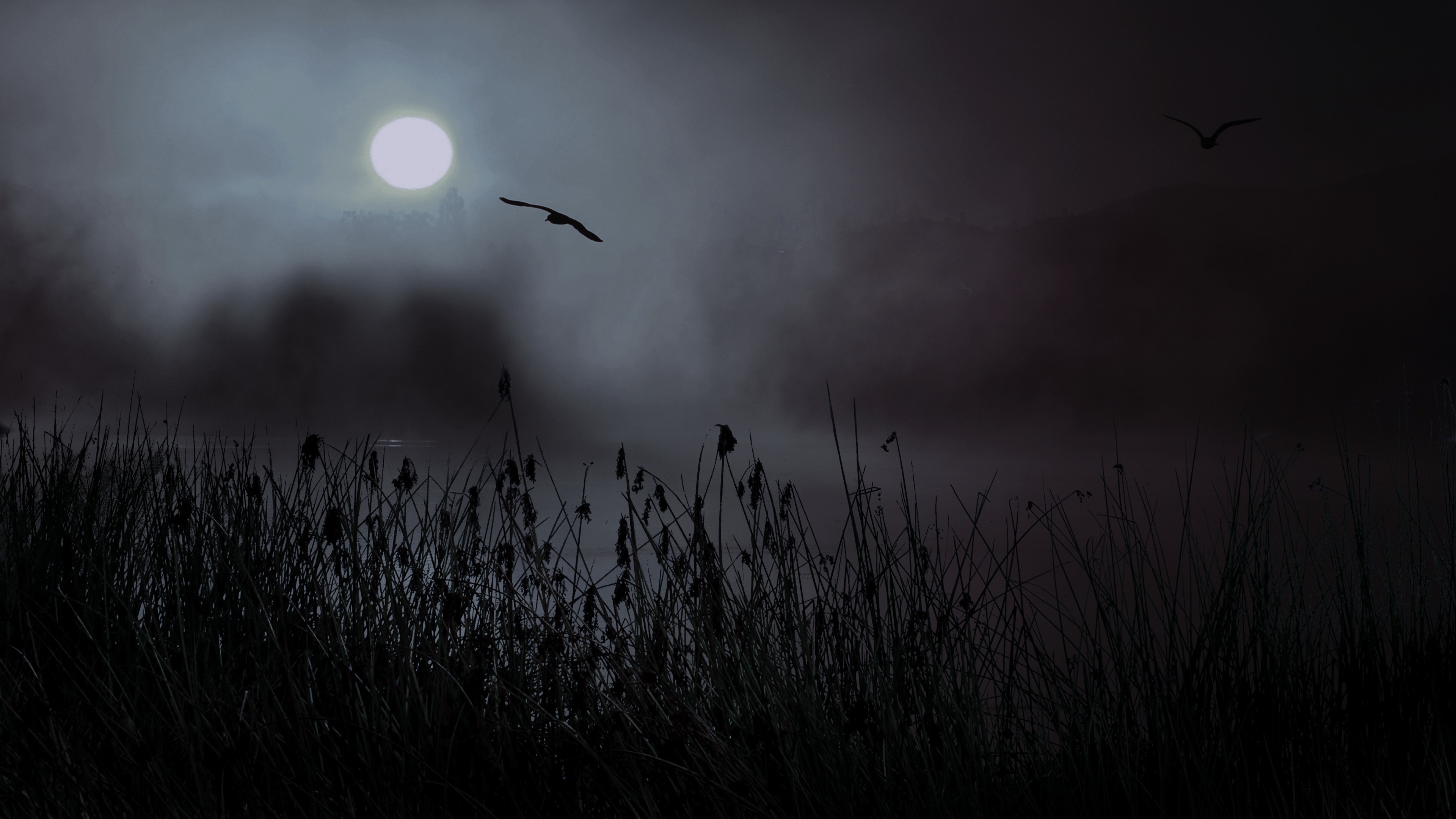 4K Night with Moon and Birds HD Wallpaper