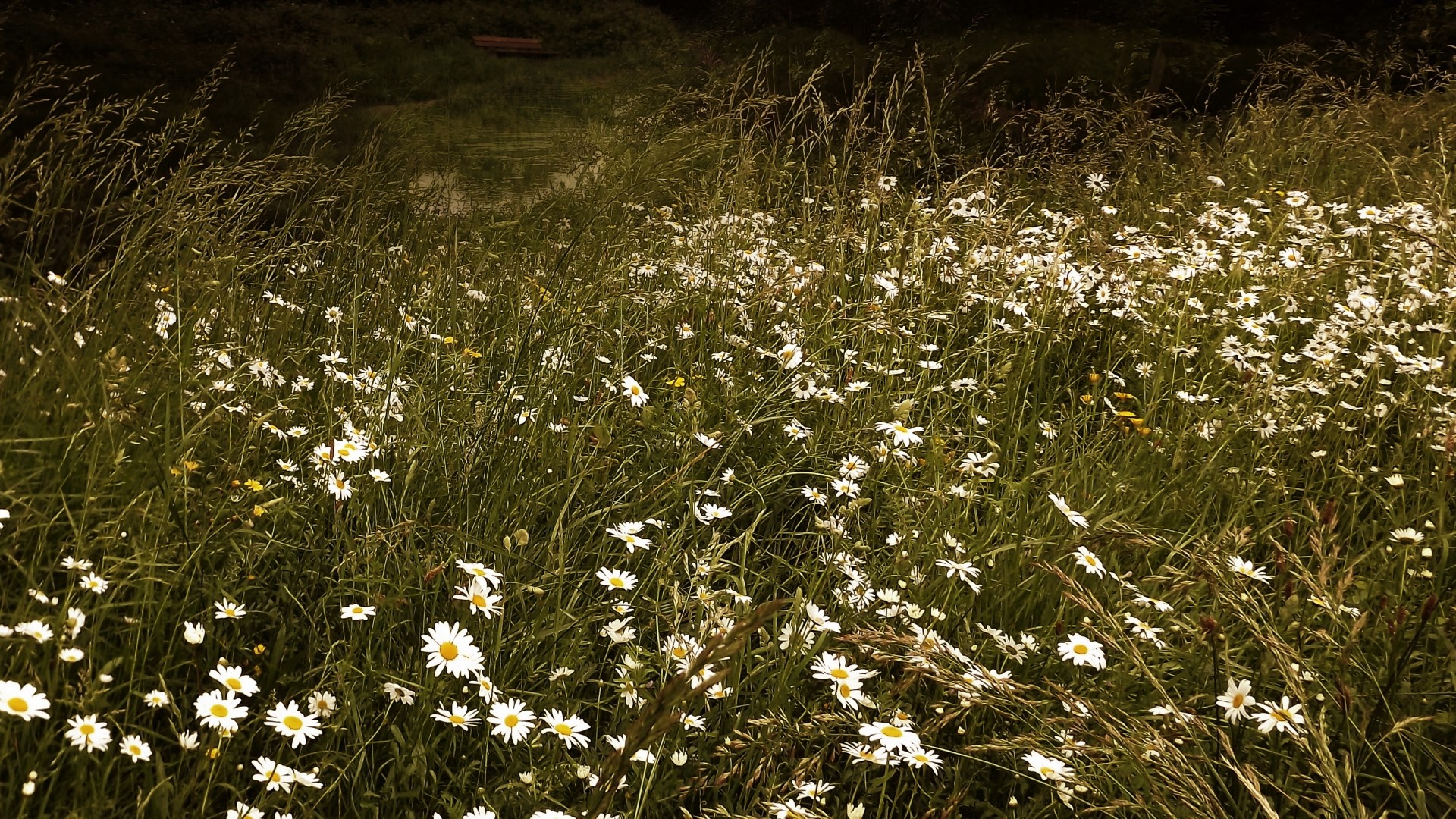 Field of Chamomile Flowers HD Wallpaper