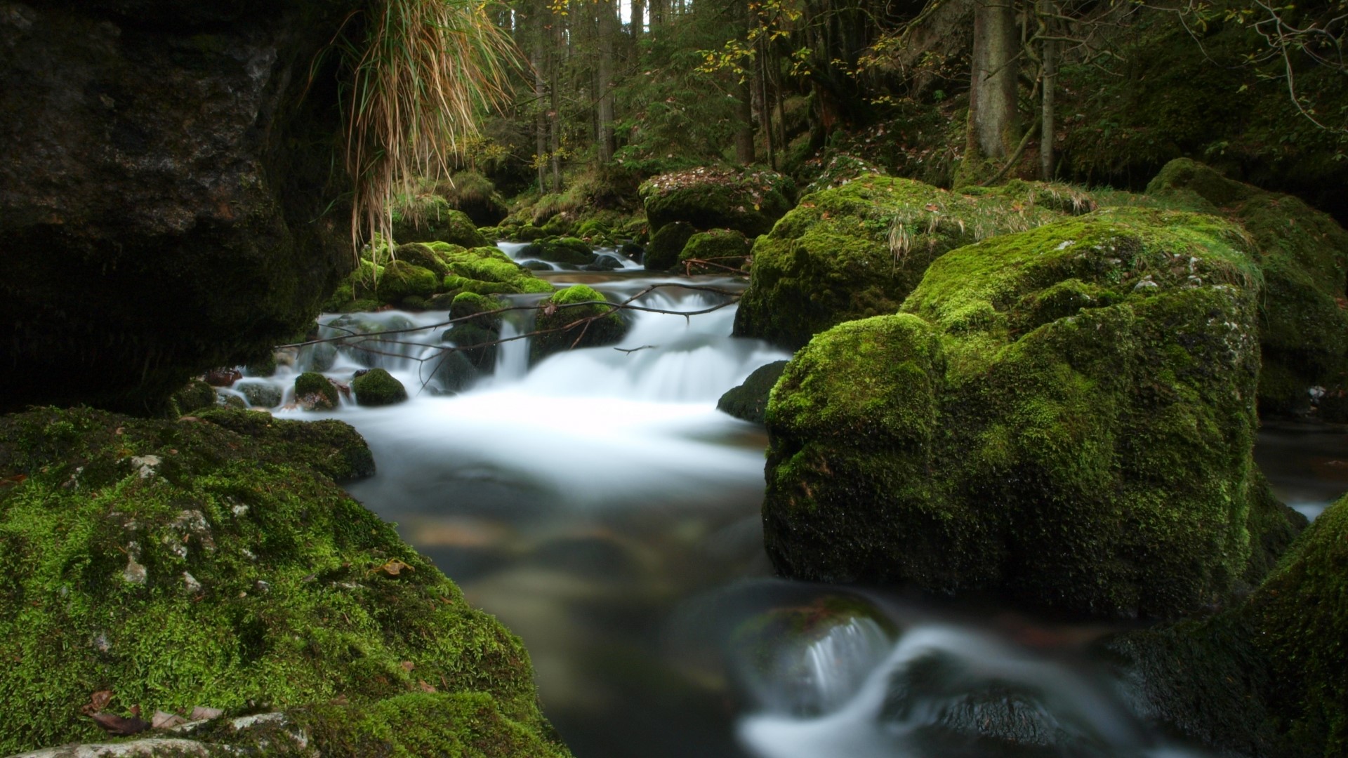Mossy rocks in a forest stream HD Wallpaper