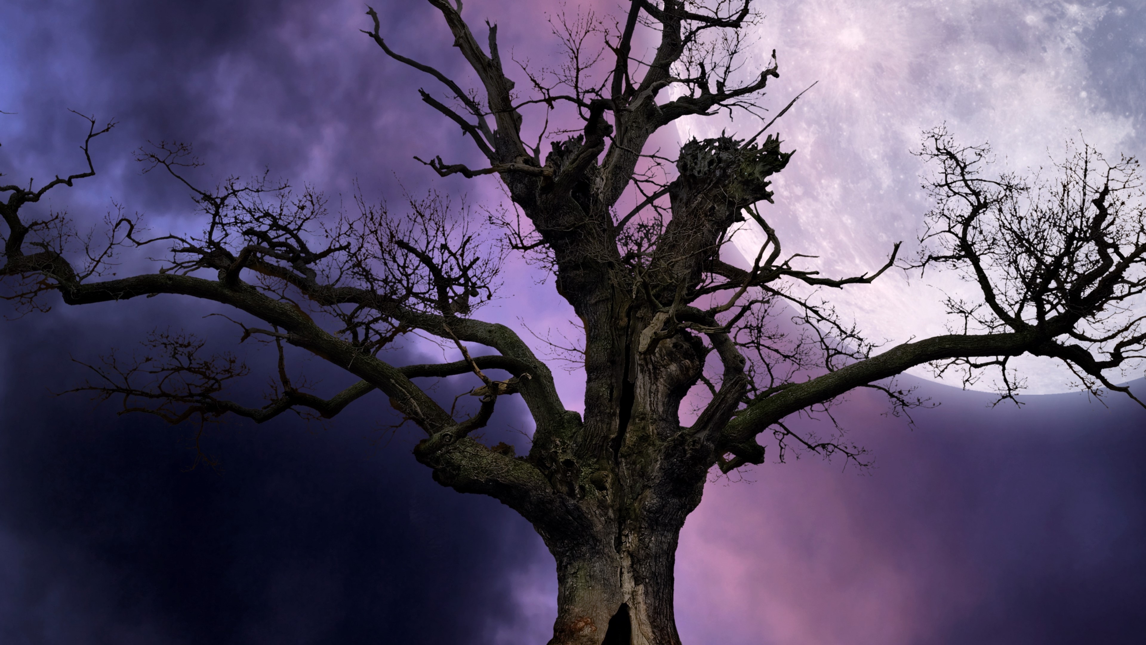 4K Spooky Tree Under Moon HD Wallpaper
