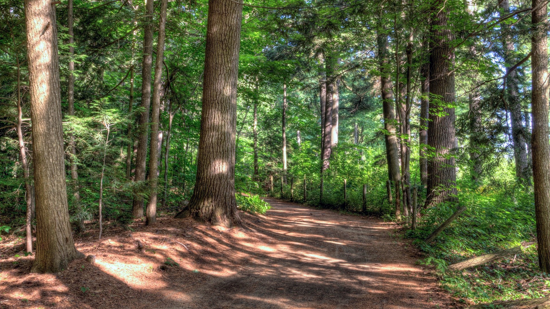 A dirt path winds through a sun-dappled forest. HD Wallpaper