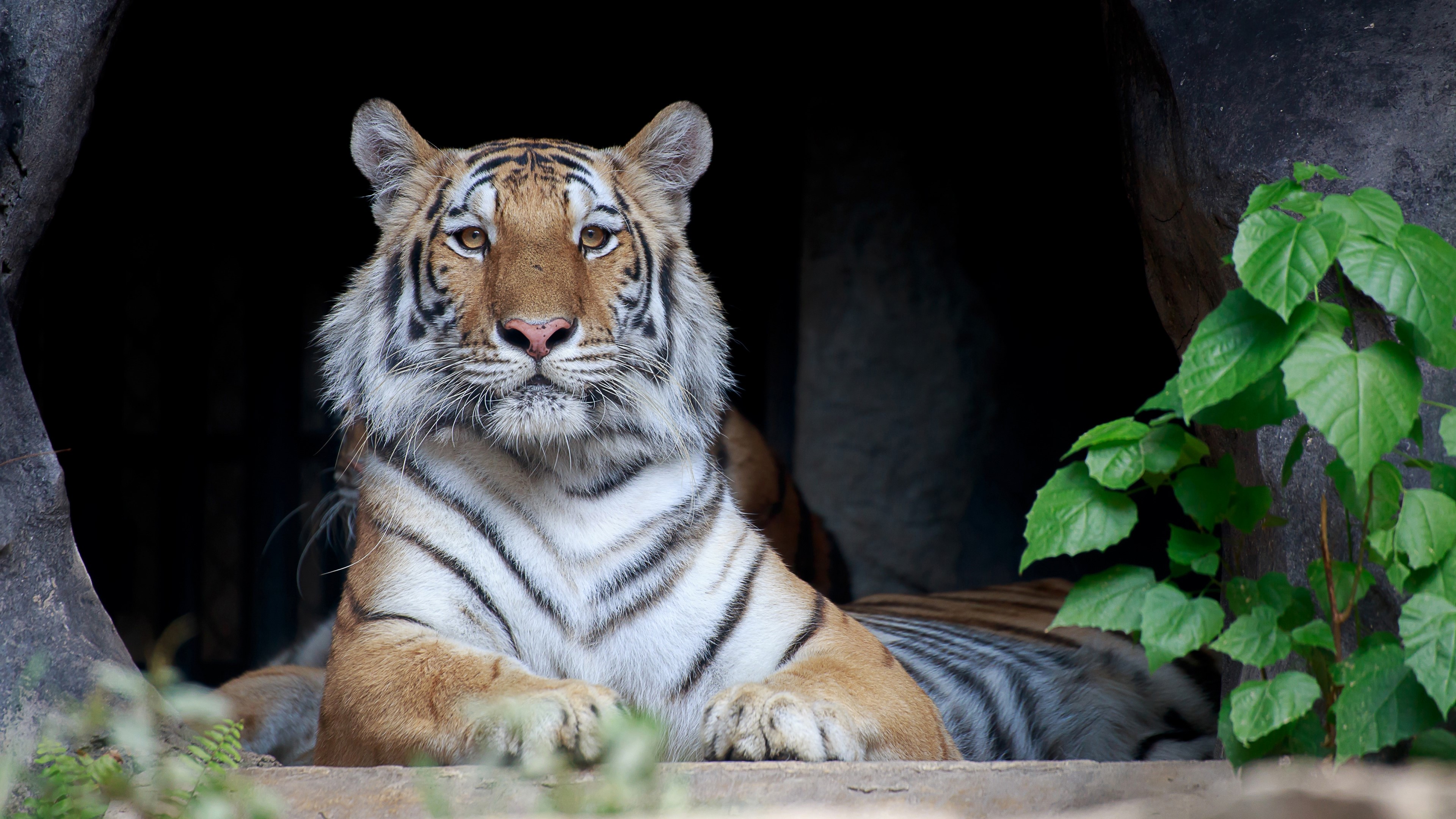 Tiger in a cave entrance HD Wallpaper
