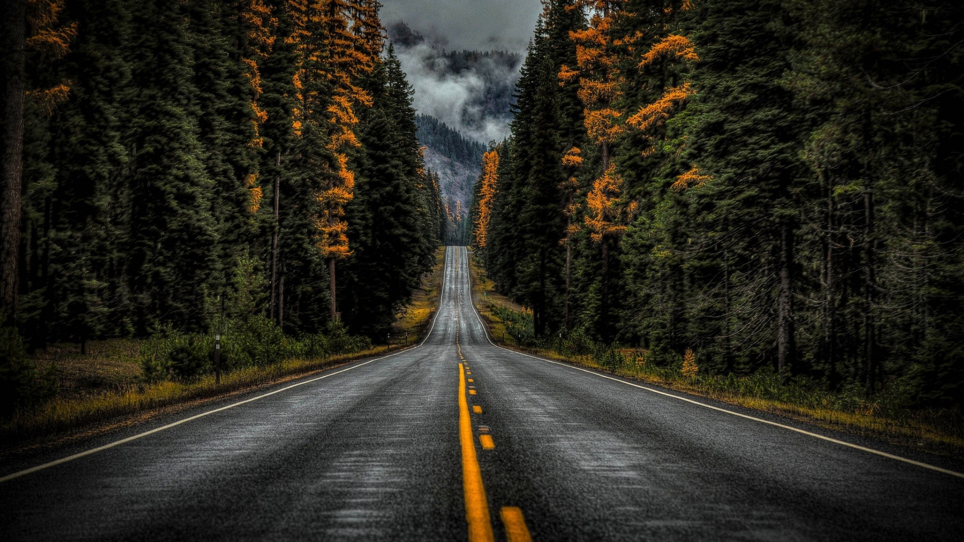 Road through a forest with autumn colors HD Wallpaper