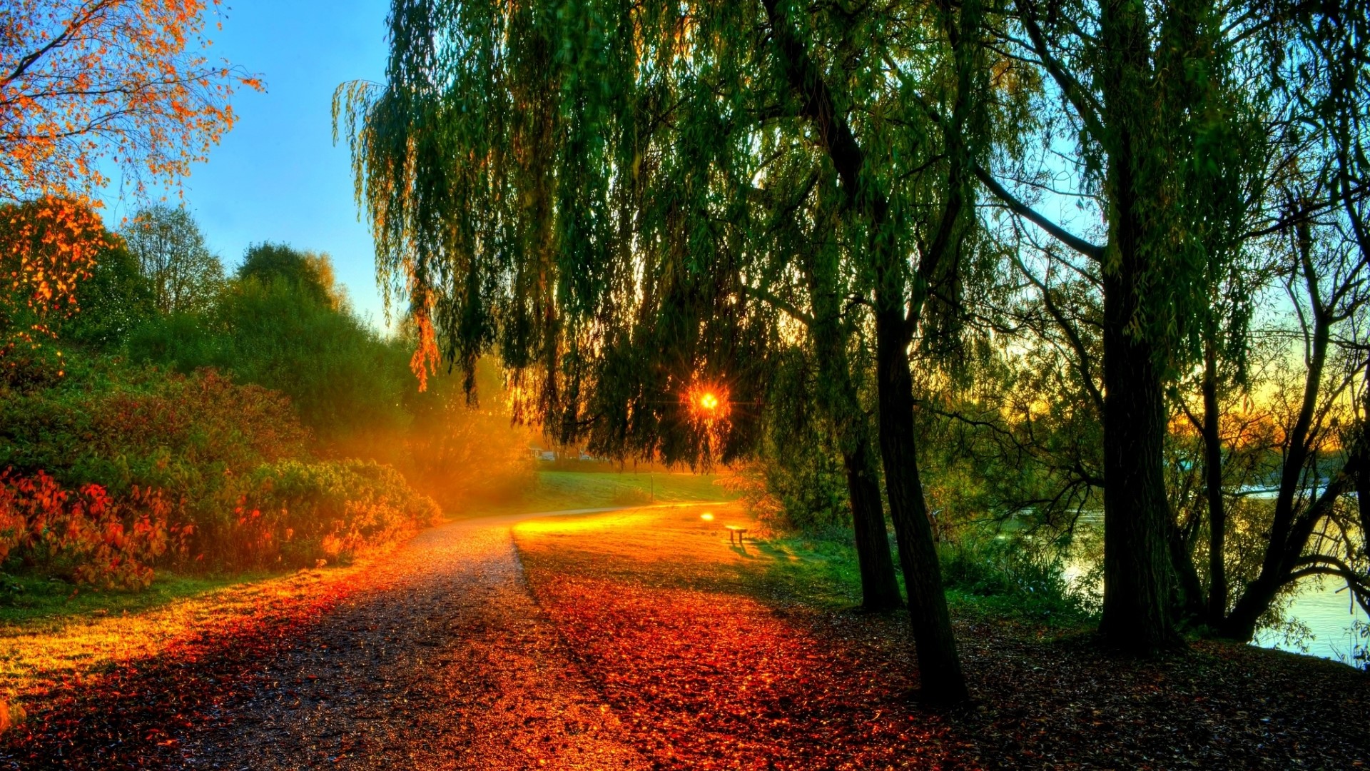 Sunset Path Through Lush Green Trees HD Wallpaper