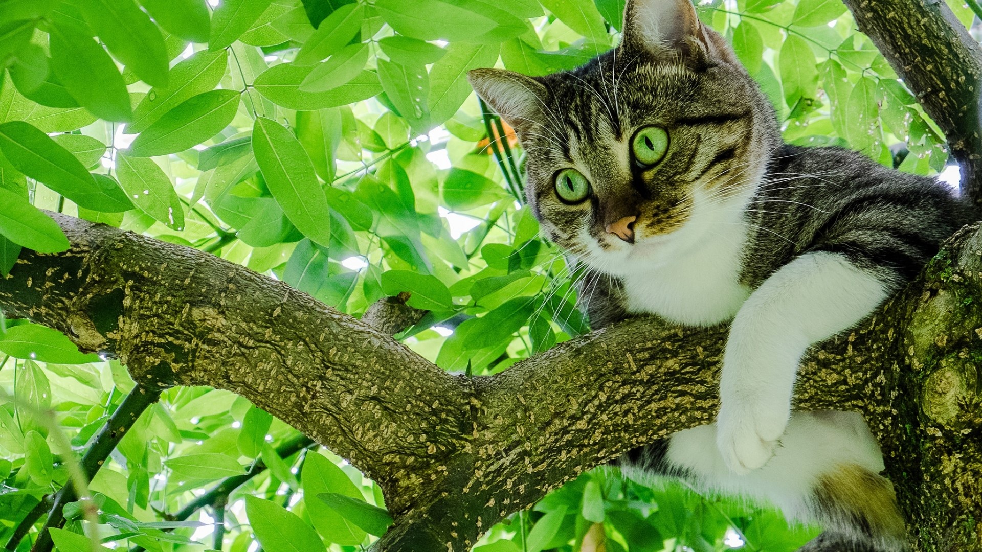 Tabby cat resting on a tree branch HD Wallpaper