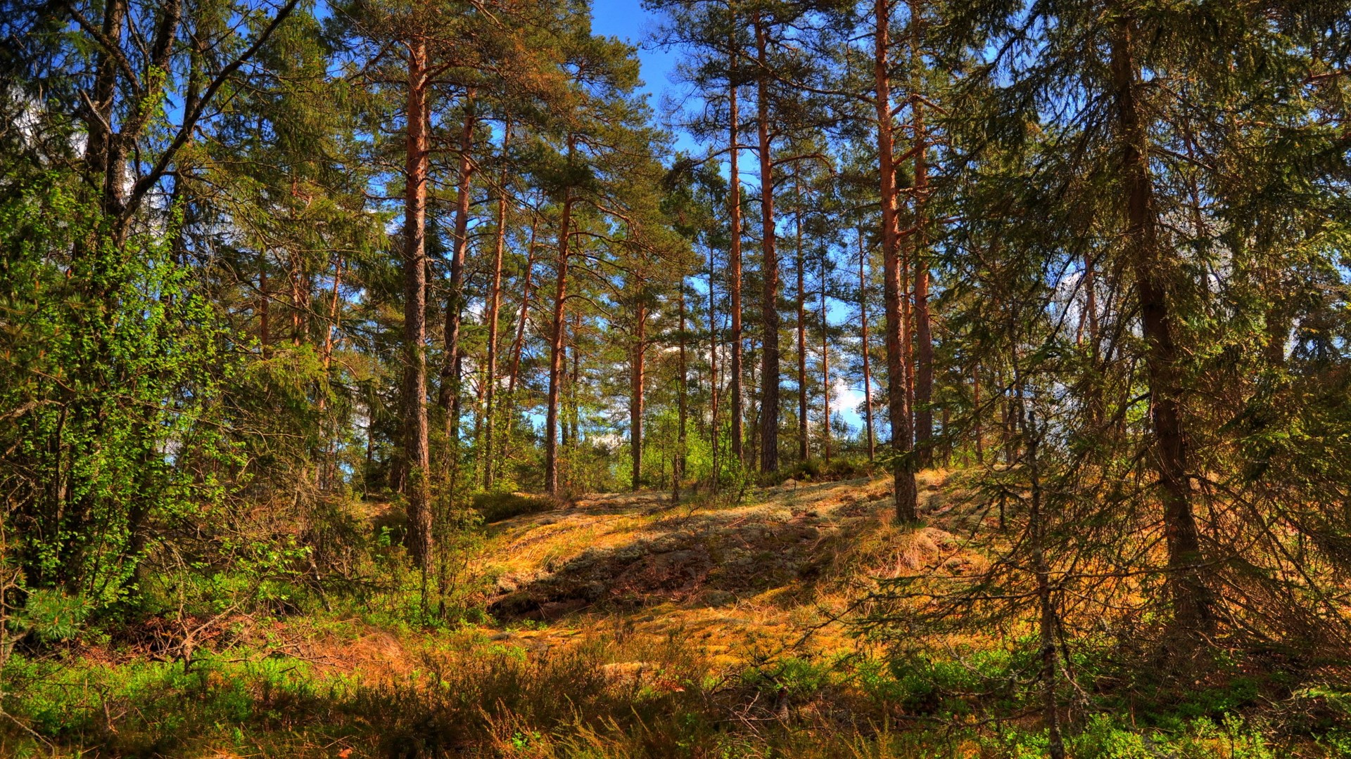 Sunlit forest with tall pine trees and undergrowth HD Wallpaper