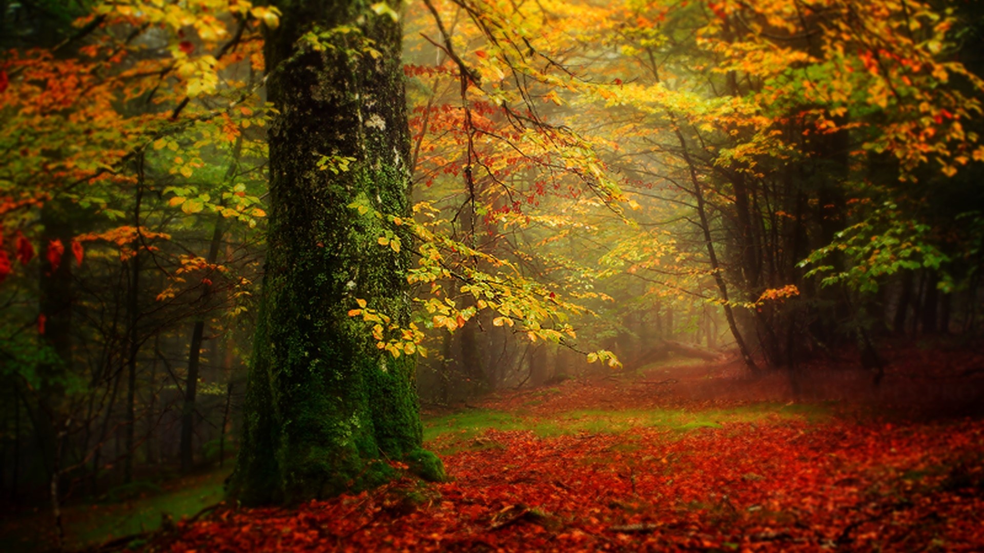 Autumn forest path with fallen leaves HD Wallpaper