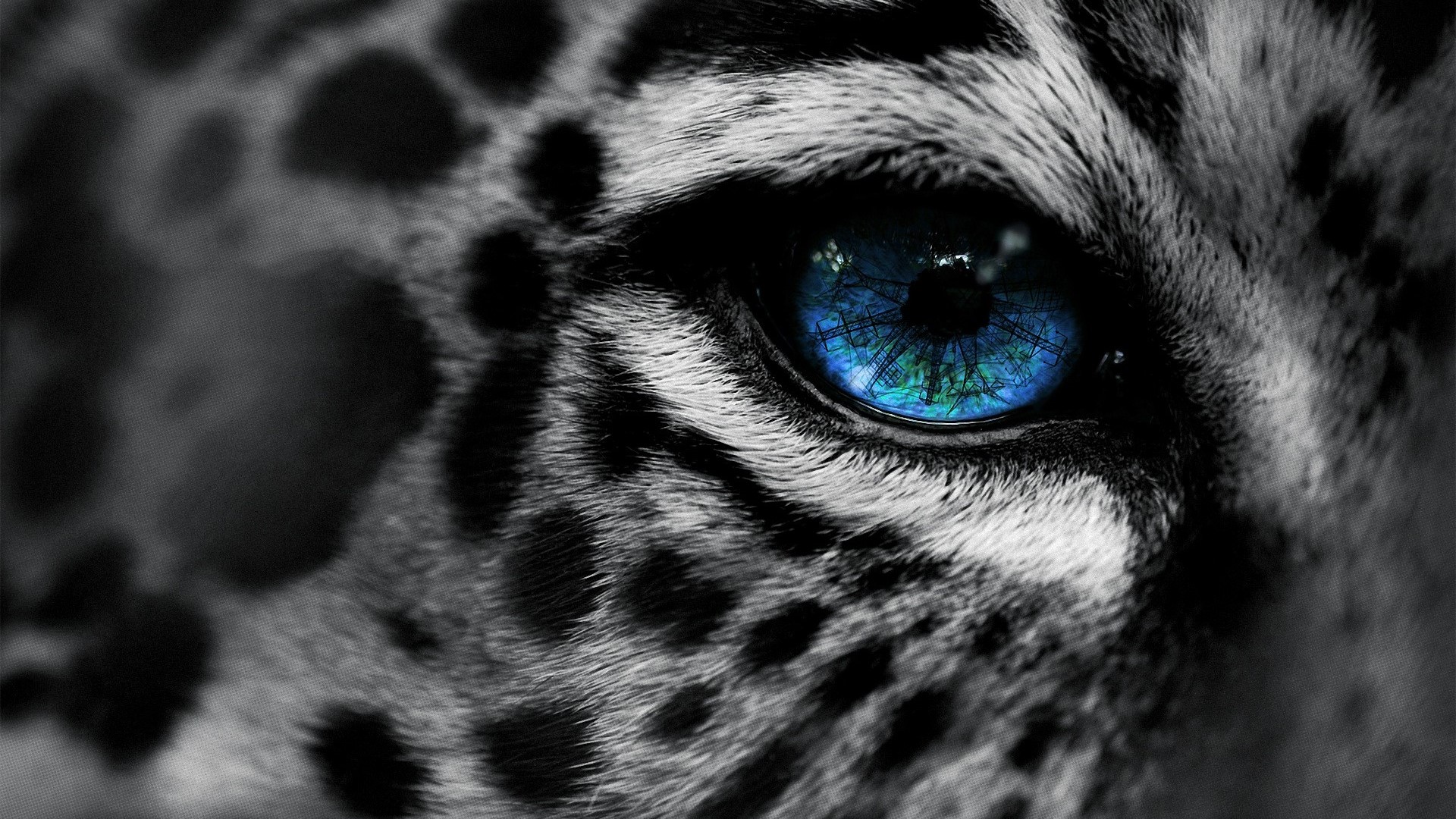 Close-up of a leopard's blue eye HD Wallpaper