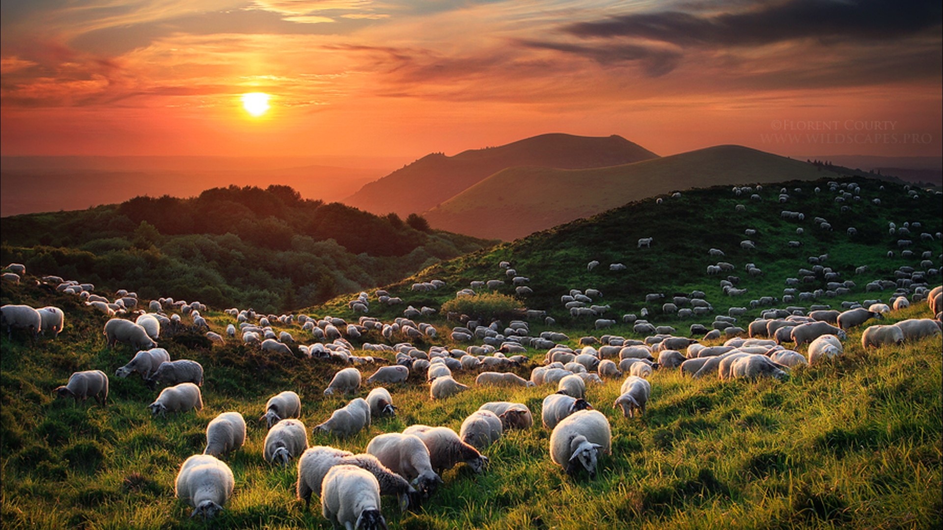 Flock of sheep grazing on a grassy hill at sunset HD Wallpaper