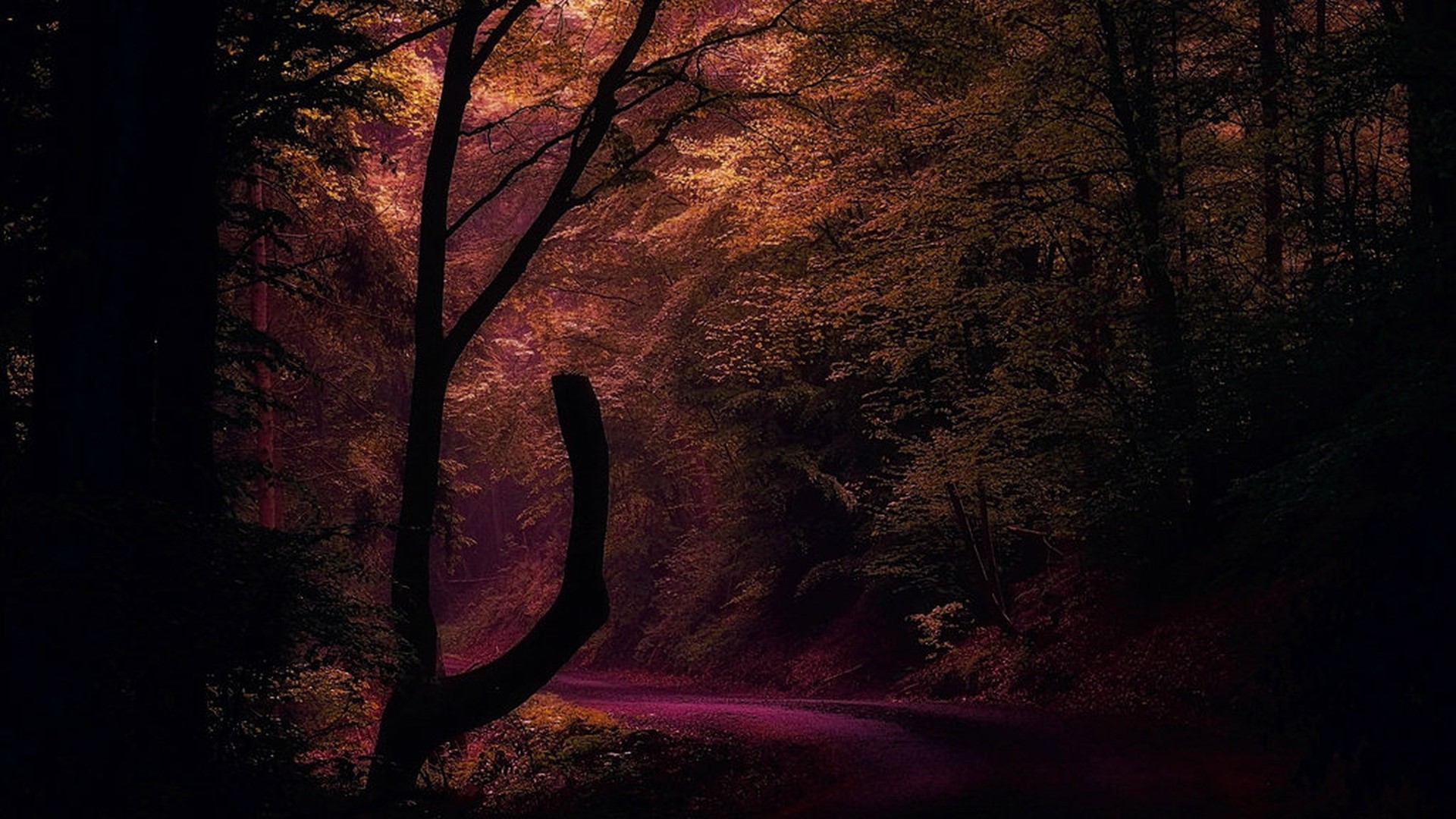 Road through a dark forest with autumn leaves HD Wallpaper
