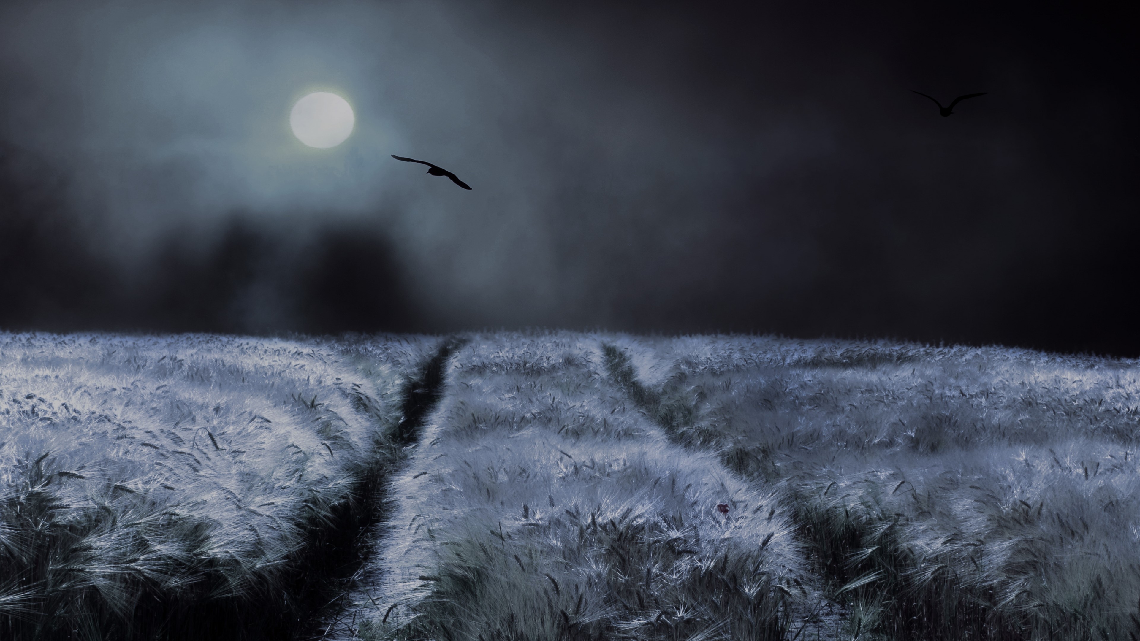 4K Night Moon Field with Birds HD Wallpaper