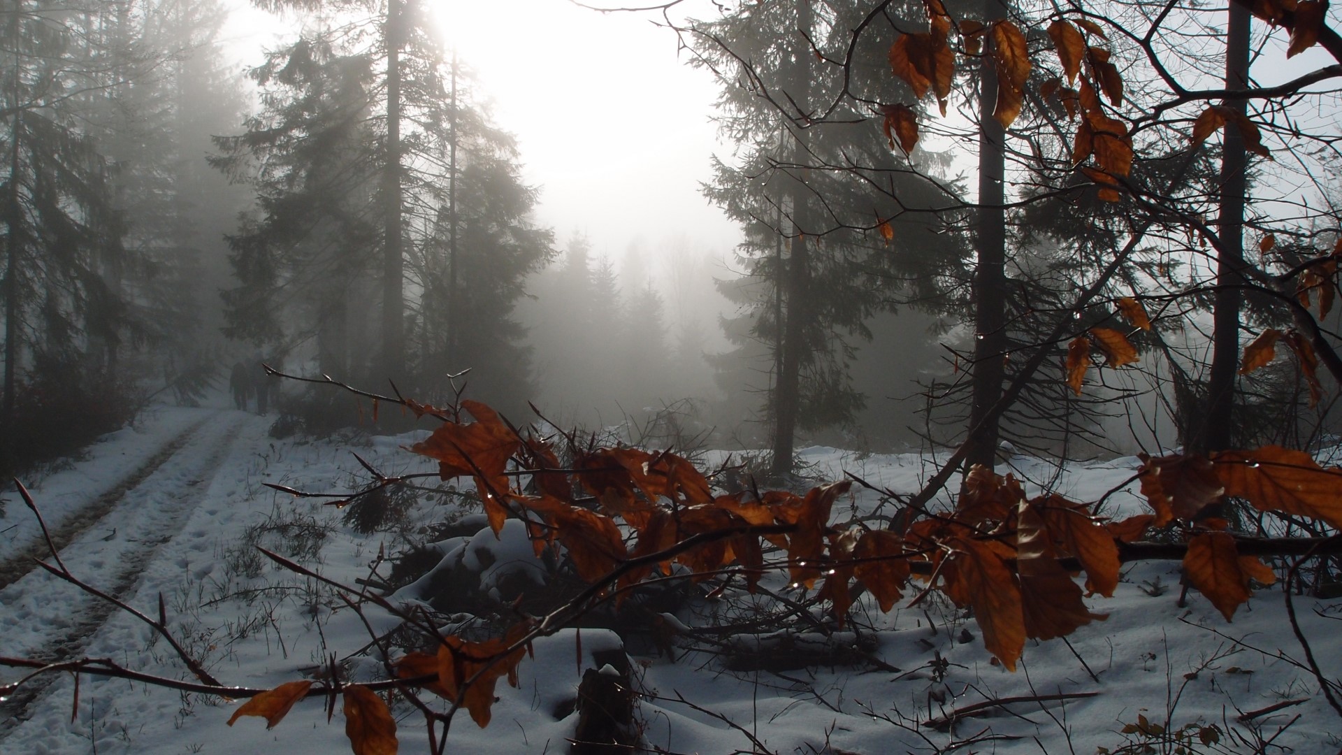 Foggy forest path with snow and autumn leaves HD Wallpaper