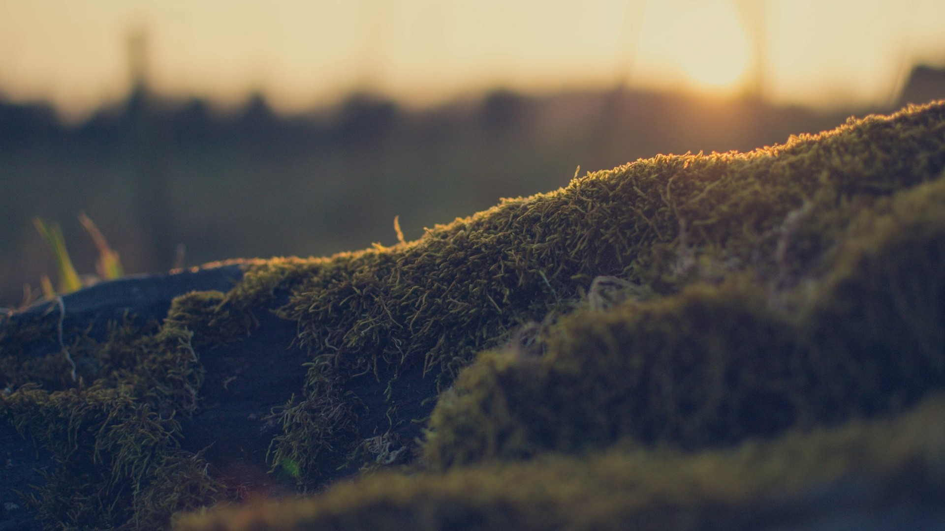 Moss on a surface with sunset in background HD Wallpaper