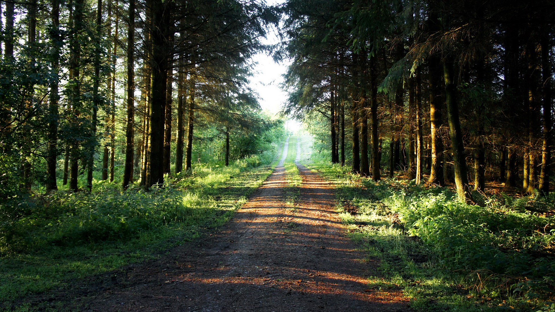 Dirt road through a sunlit forest HD Wallpaper