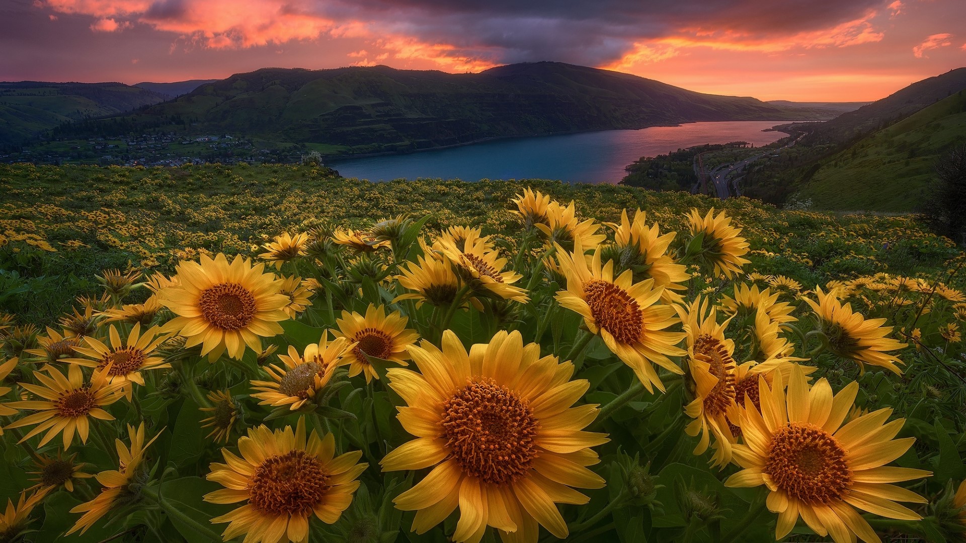 Field of Sunflowers at Sunset HD Wallpaper