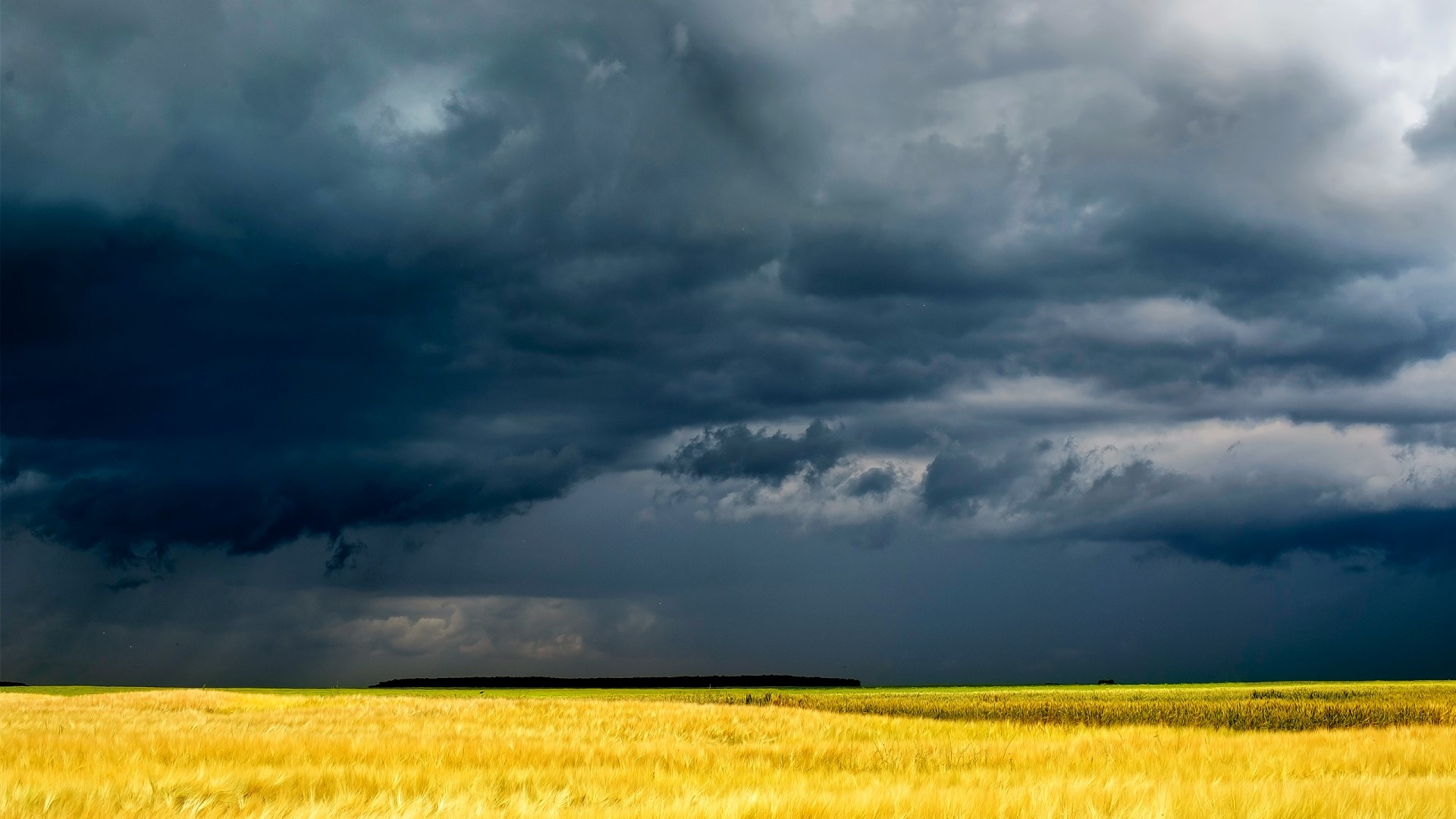 Stormy clouds over a golden field HD Wallpaper