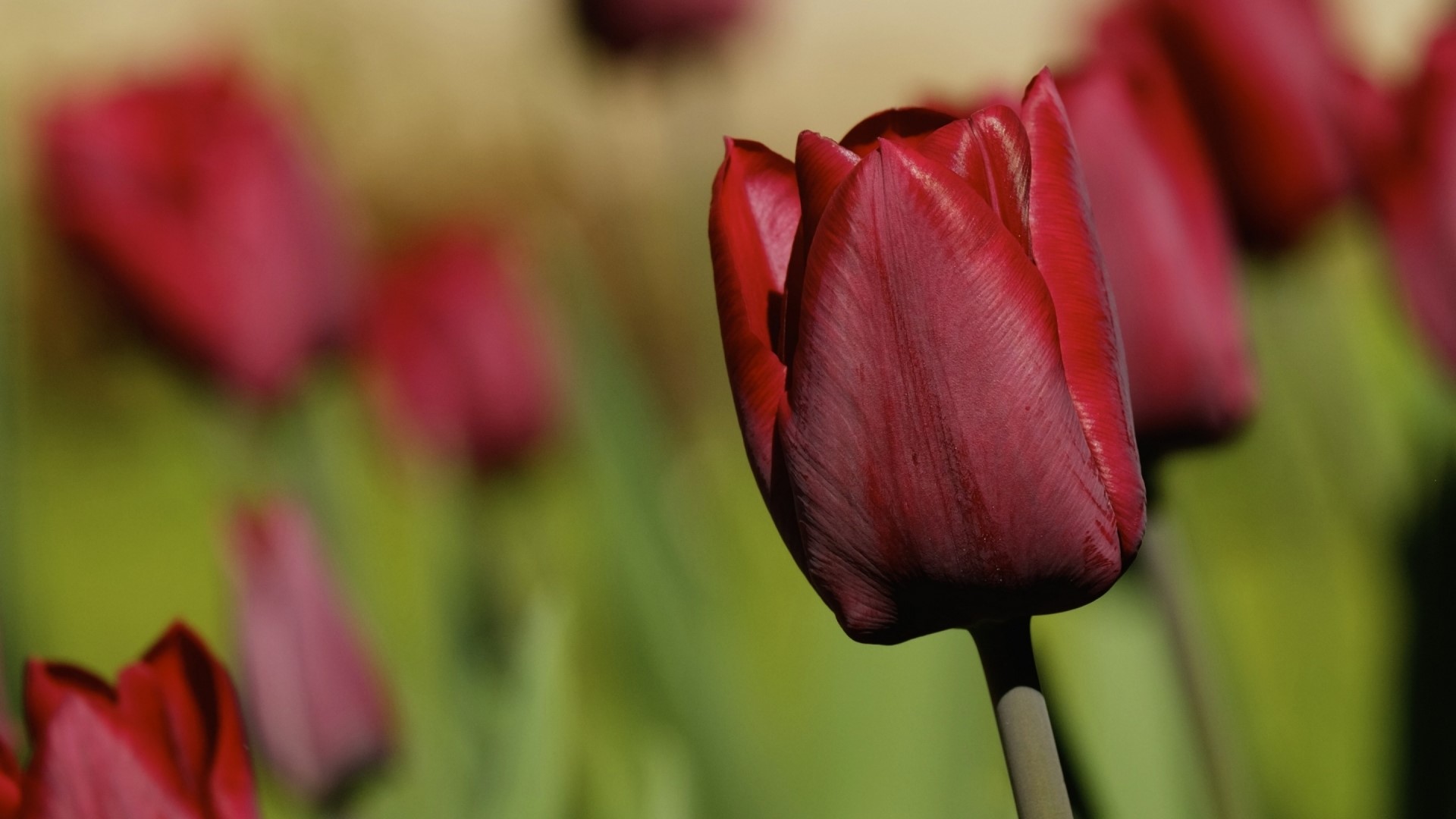 Red Tulips in a Field HD Wallpaper