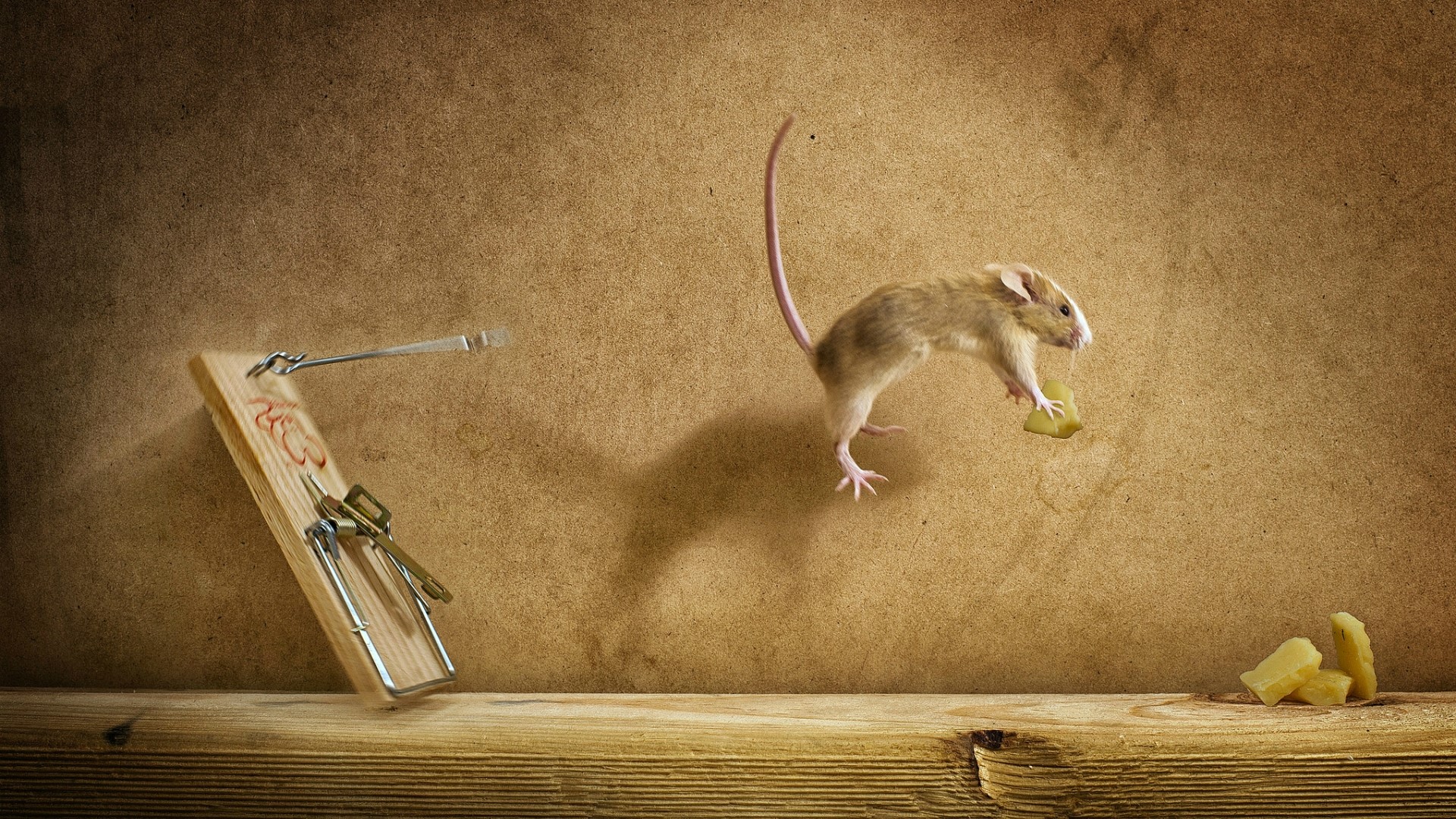 Mouse stealing cheese from mousetrap HD Wallpaper