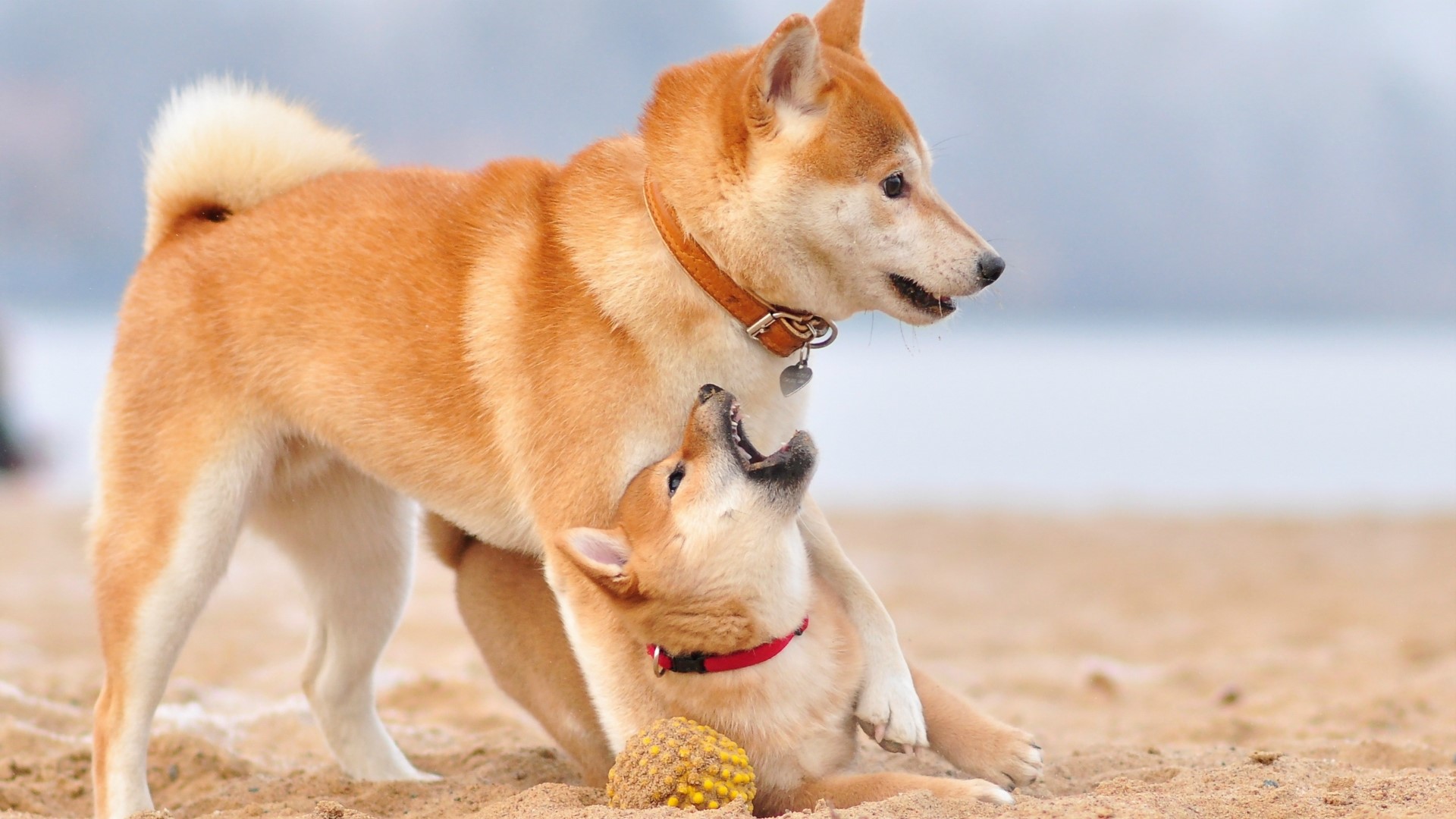 Two Shiba Inu dogs playing on a beach HD Wallpaper