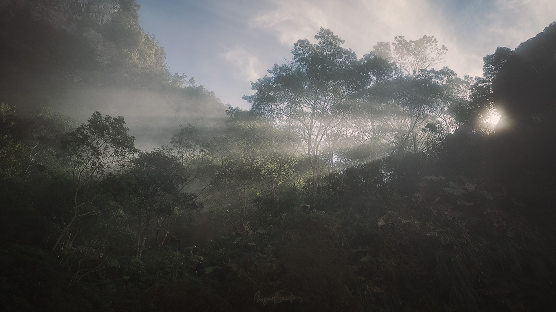 Misty forest with sunbeams filtering through trees HD Wallpaper