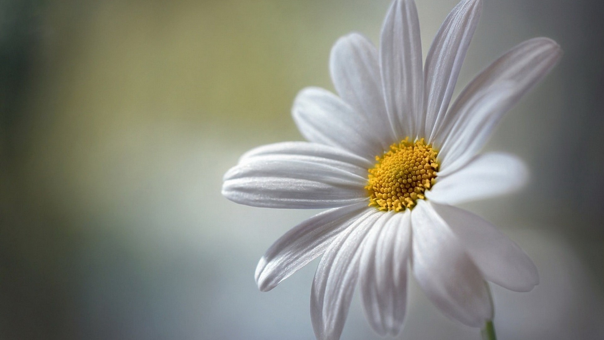 Close-up of a white daisy with a yellow center HD Wallpaper