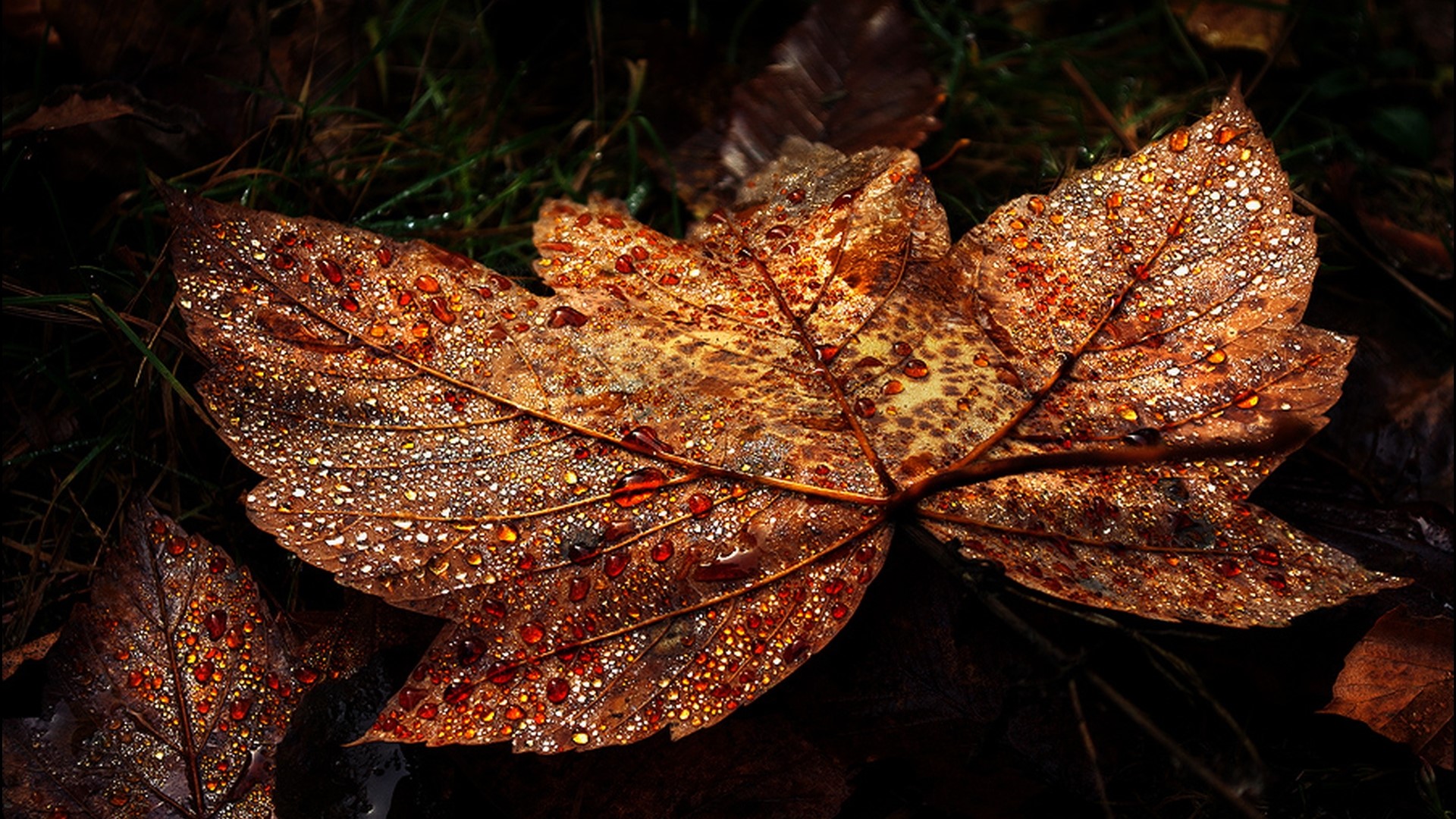 Close-up of a wet autumn leaf HD Wallpaper
