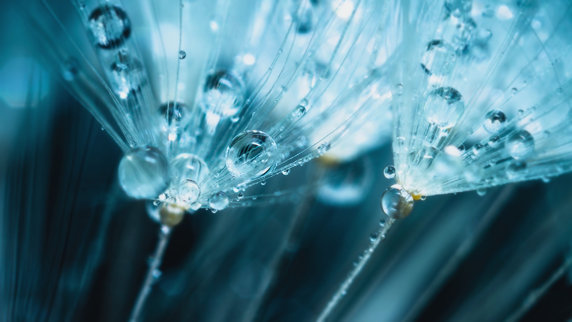 Macro shot of dandelion seeds with water droplets HD Wallpaper