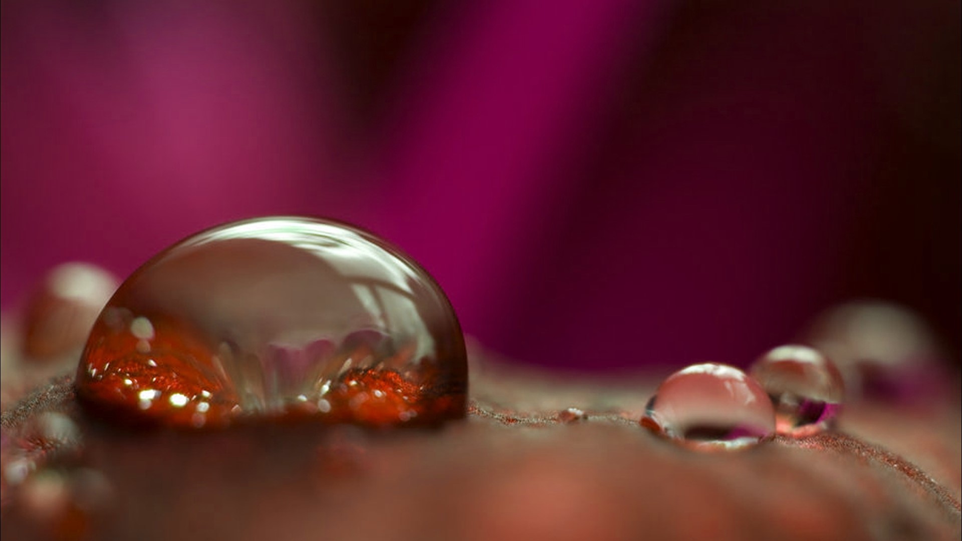 Macro shot of water droplets on a red surface HD Wallpaper