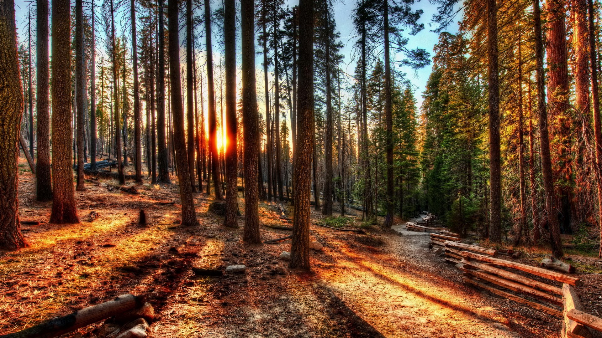 Forest path with sunbeams and wooden fence HD Wallpaper