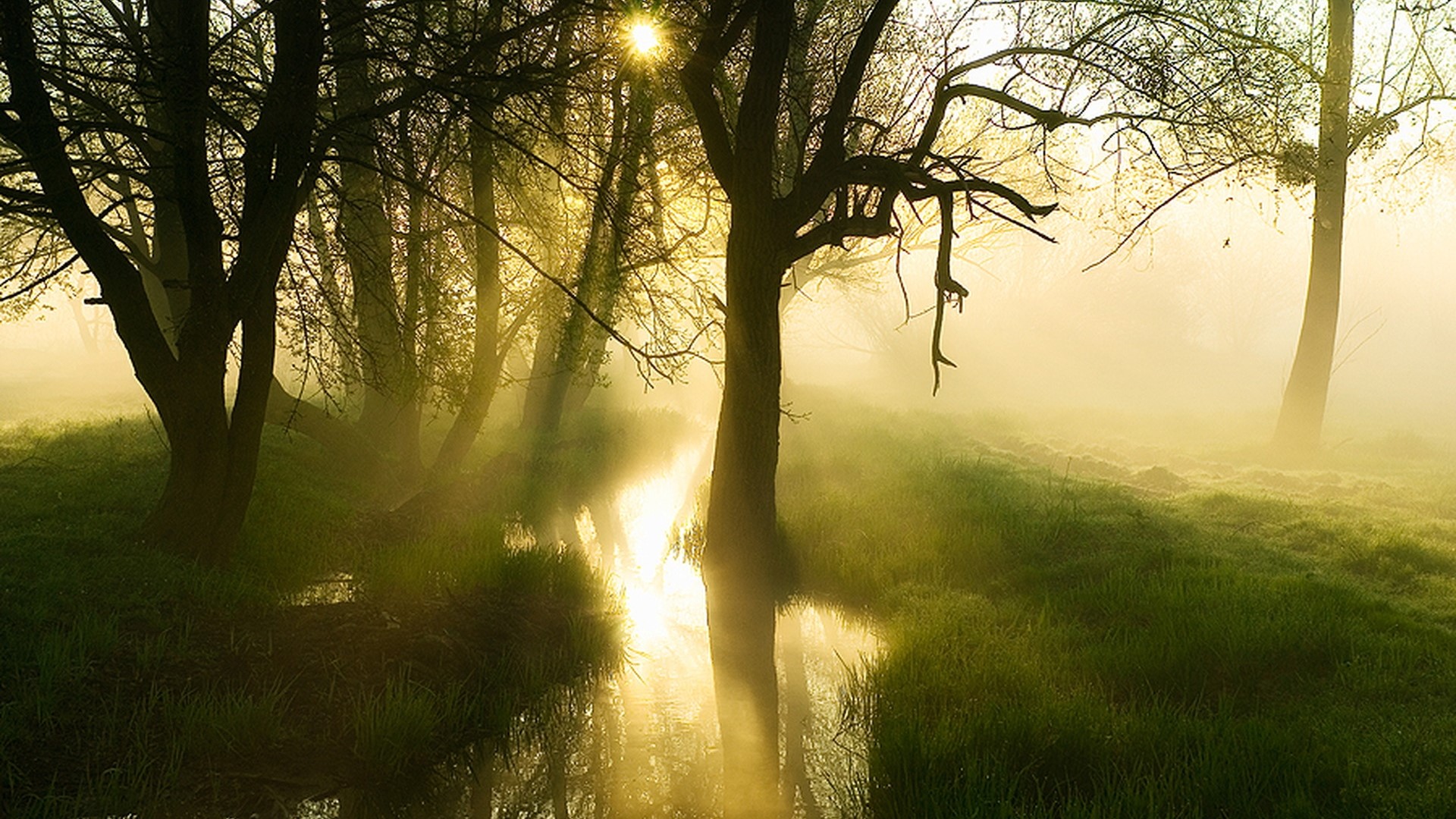 Misty forest with sunbeams and a stream HD Wallpaper