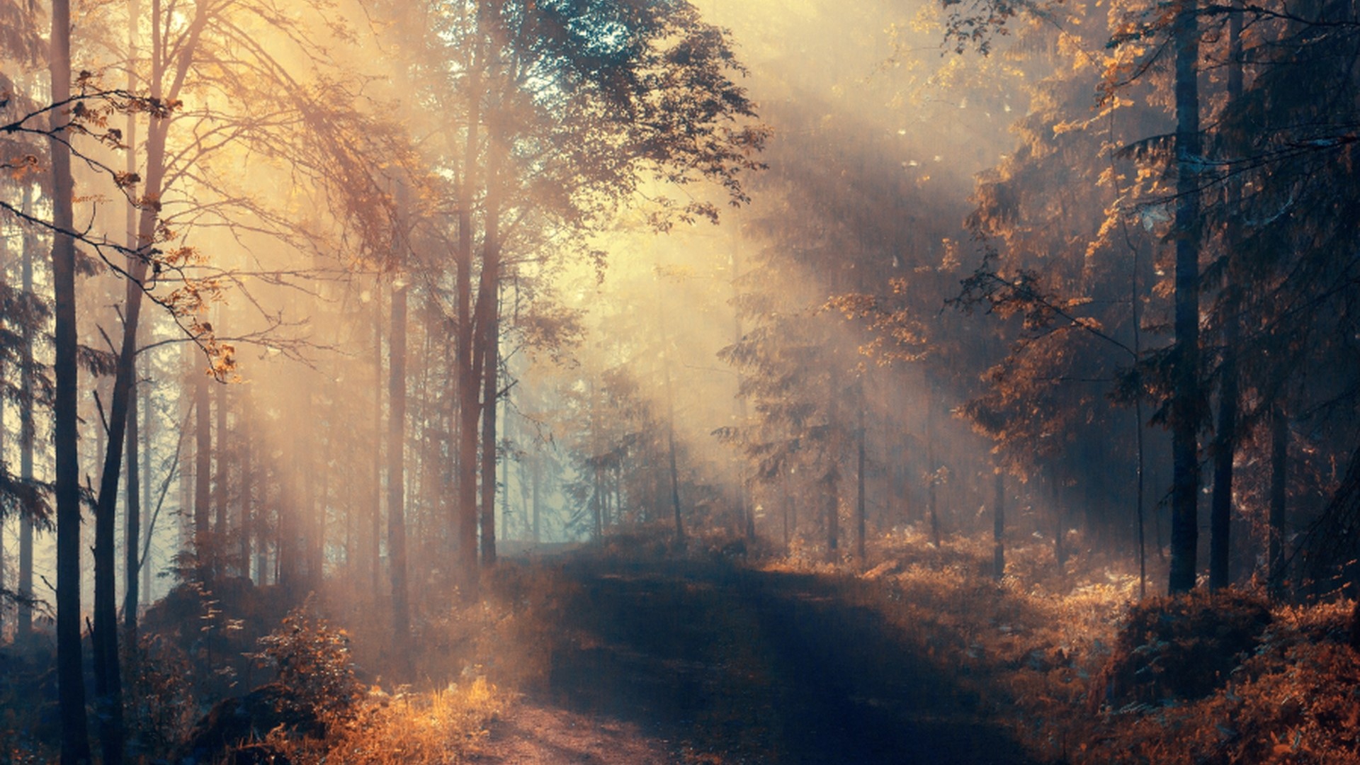 Sunlight beams through a misty forest path HD Wallpaper