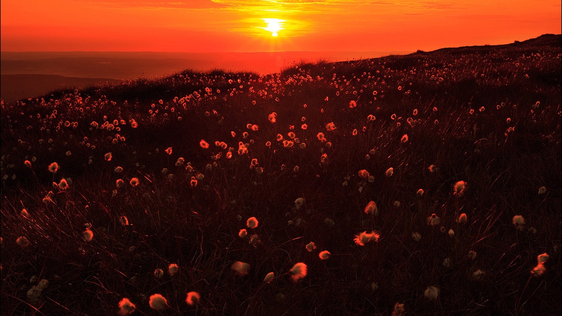 Cotton grass field at sunset HD Wallpaper