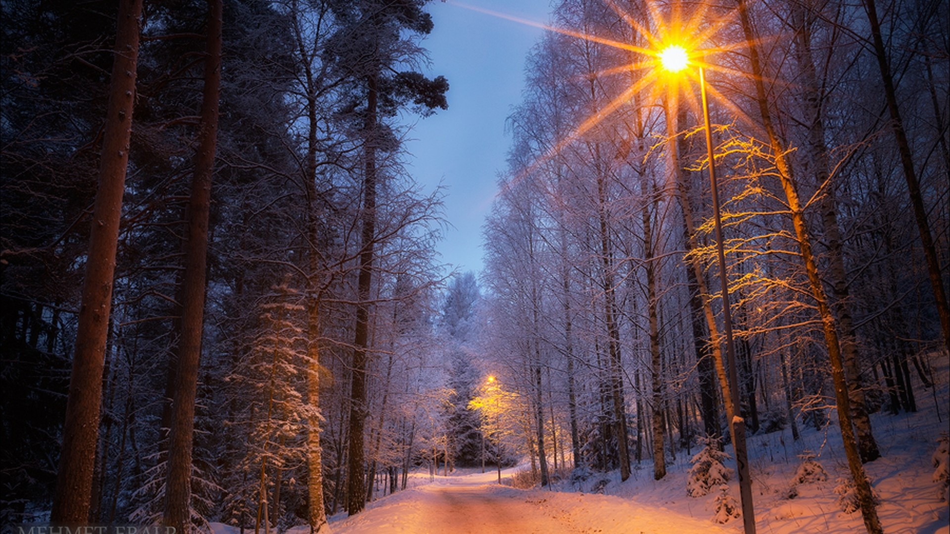 Snowy forest road with streetlights HD Wallpaper