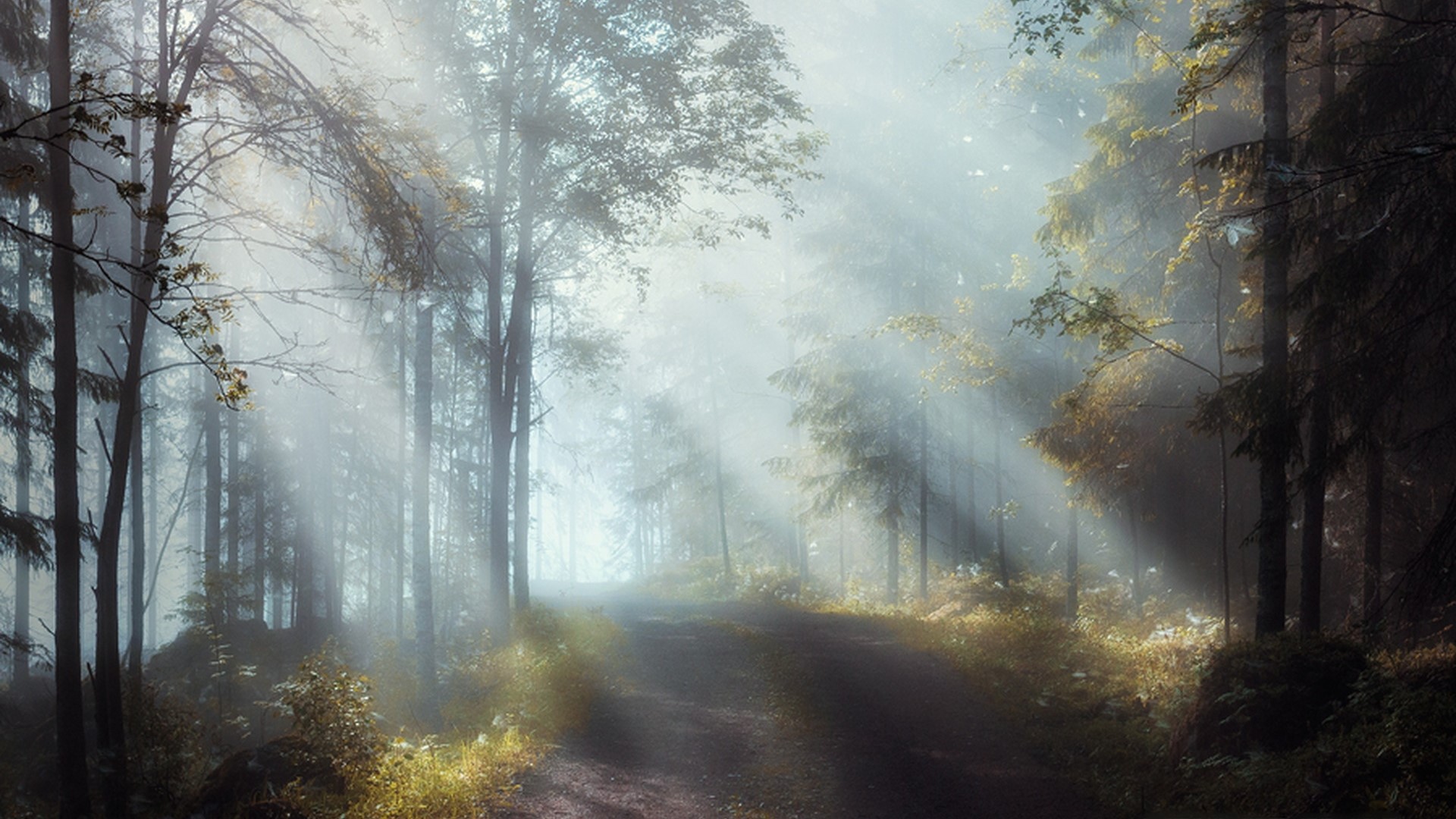 Sunbeams through foggy forest path HD Wallpaper