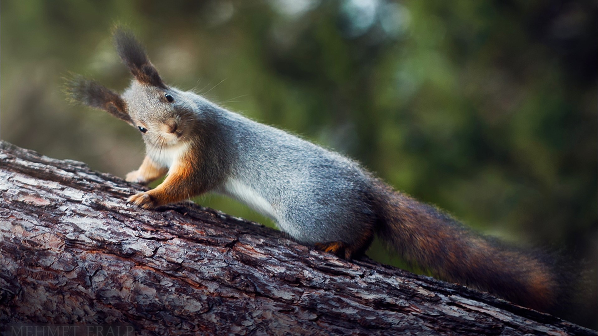 Squirrel on a tree trunk HD Wallpaper
