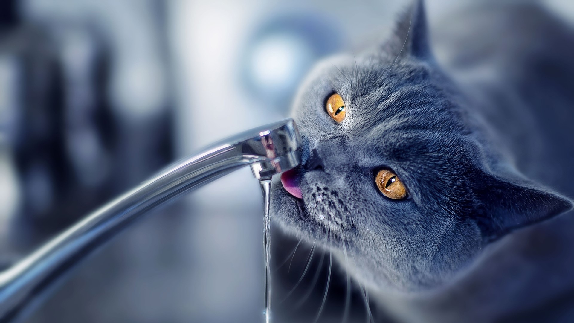 British Shorthair cat drinking water from a faucet HD Wallpaper