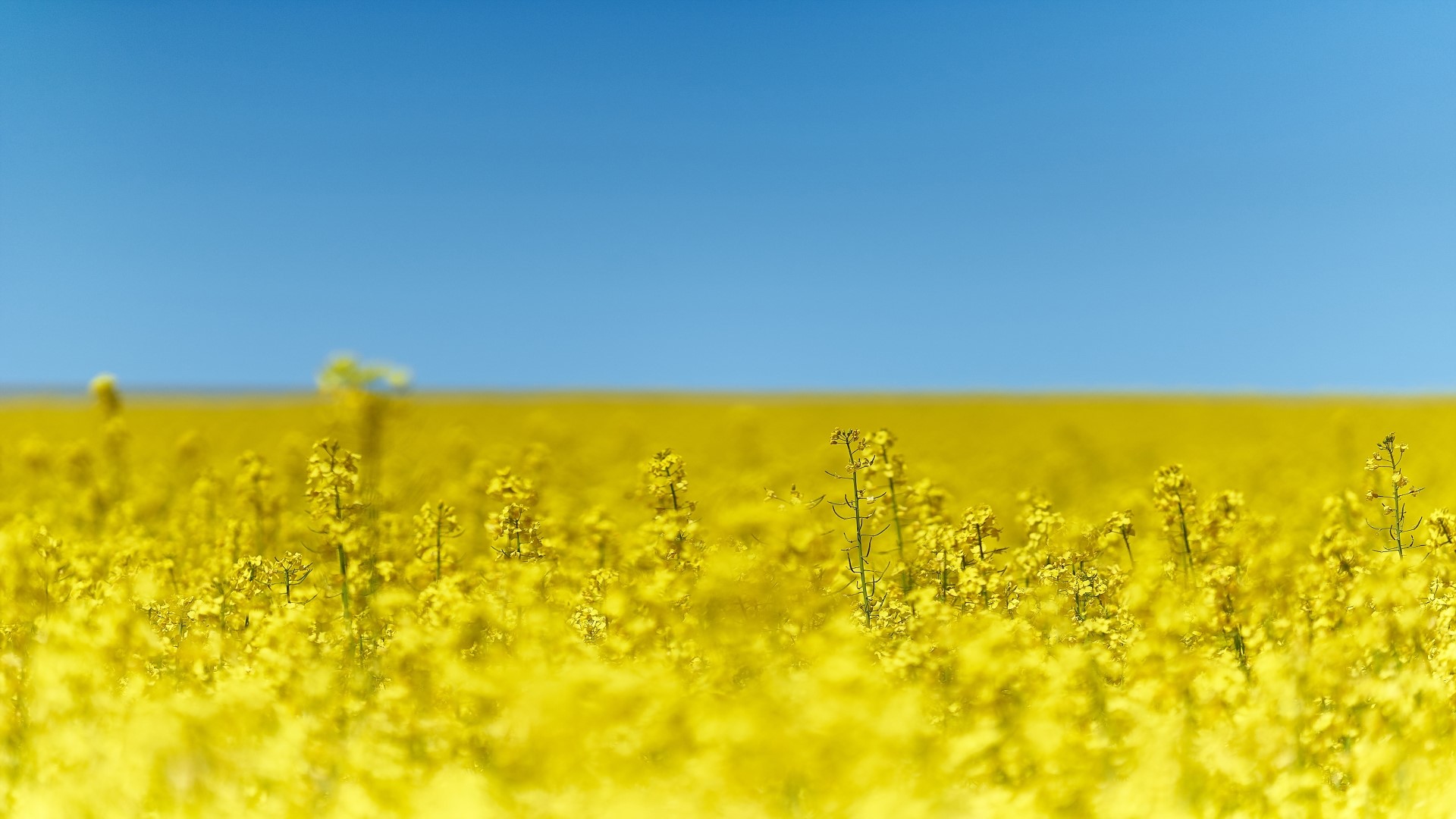 Field of yellow flowers under a blue sky HD Wallpaper