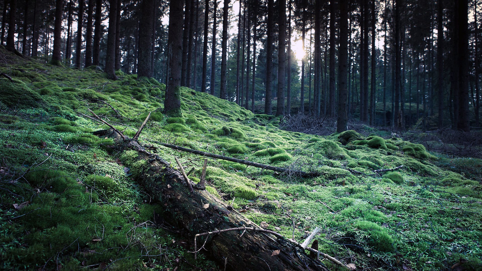 Mossy forest floor with fallen log and trees HD Wallpaper