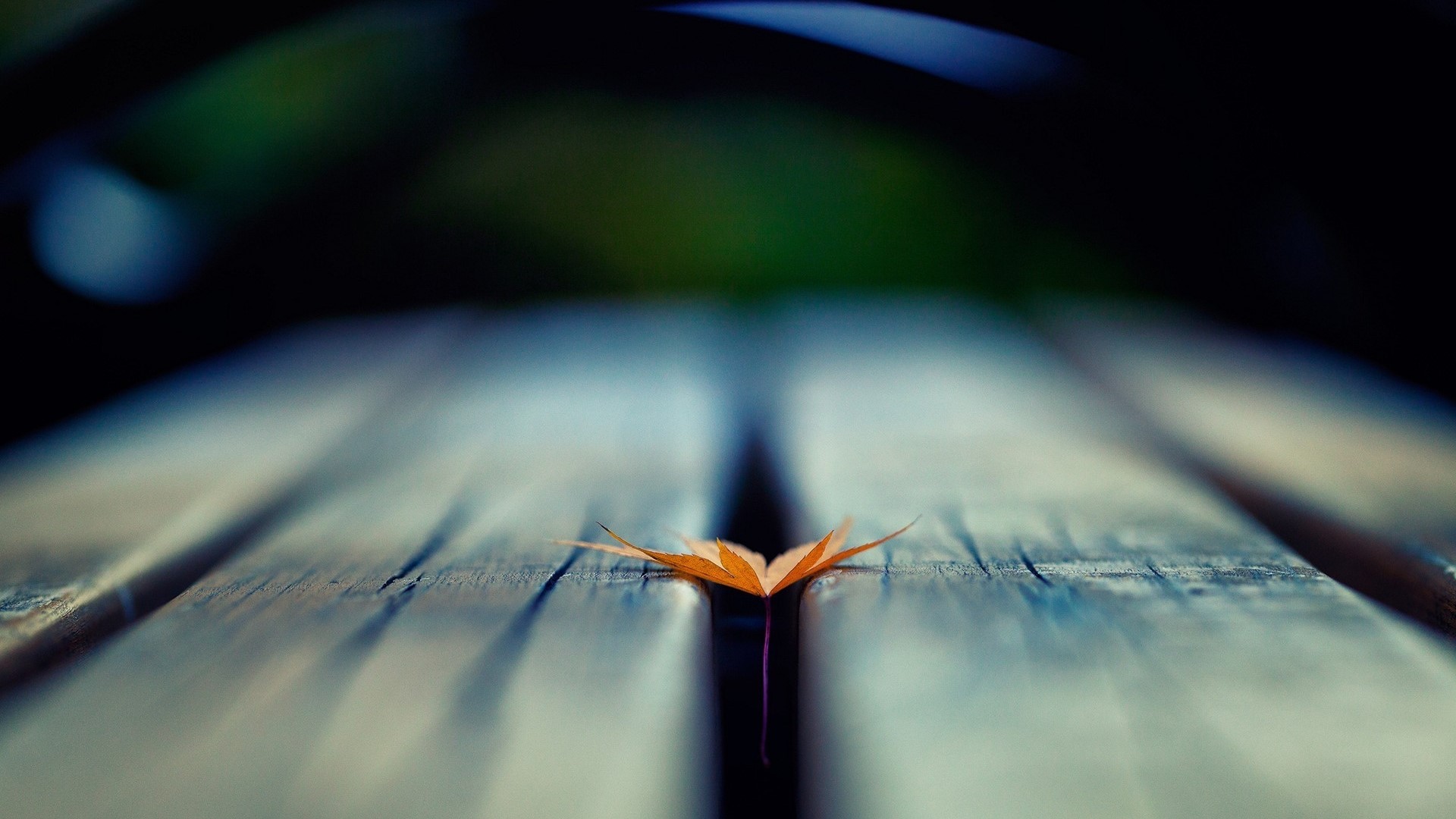 Autumn leaf on a wooden surface HD Wallpaper