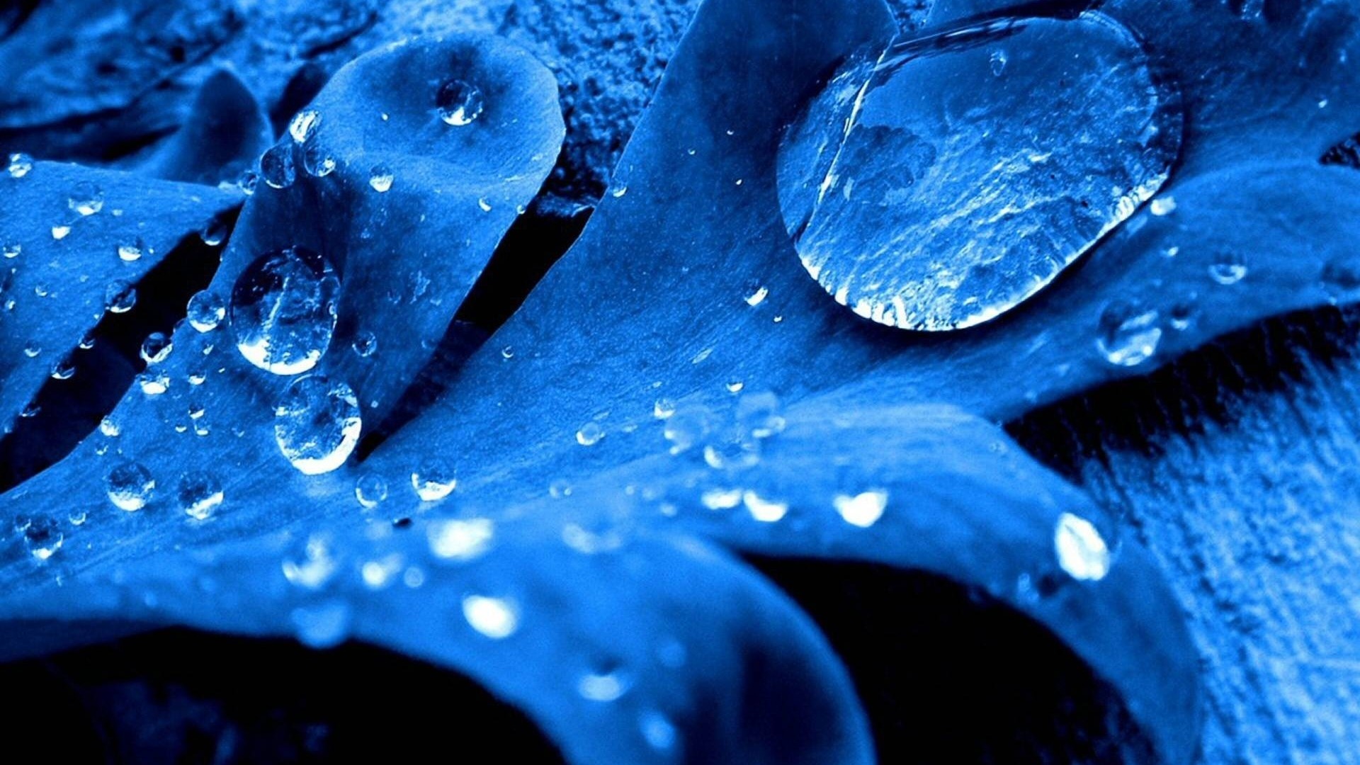 Blue Leaf with Water Drops HD Wallpaper